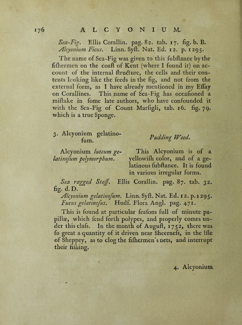 Sea-Fig. Ellis Corallin. pag. 82. tab. 17. fig. b. B. AlcyQ7iium Ficus. Linn. Syft. Nat, Ed. 12. p. 1295. The name of Sea-Fig was given to this fubftance by the fifhermen on the coaft of Kent (where I found it) on ac- count of the internal flrudure, the cells and their con- tents looking like the feeds in the fig, and not from the external form, as I have already mentioned in my Efiay on Corallines. This name of Sea-Fig has occafioned a miftake in fome late authors, who have confounded it with the Sea-Fig of Count Marfigli, tab, 16. fig. 79. which is a true Sponge. 3. Alcyonitmi gelatine- ^ lum. ^ Alcyonium luteuin ge~ This Alcyonium is of a latinofum polyjnorphu7n. yellowifh color, and of a ge- latinous fubftance. It is found in various irregular forms. Sea ragged Staff. Ellis Corallin. pag. 87. tab. 32. fig. d. D. Alcyo72ium gel at i72 ofu 777. Linn. Syft. Nat. Ed. 12. p. 1295. Fucus gelatmofus. Hudf. Flora Angl. pag. 471. This is found at particular feafons full of minute pa- pill ae, which fend forth polypes, and properly comes un- der this clafs. In the month of Auguft, 1752, there was fo great a quantity of it driven near Sheernefs, in the Ifte of Sheppey, as to clog the fifhermen’s nets, and interrupt their filhing.