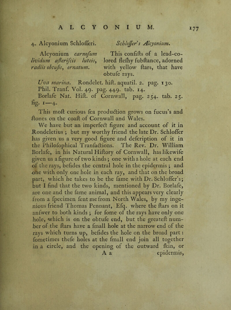 4. Alcyonium Schlofleri. Schlojfers Alcyonium, Alcyonium carnofum This confifts of a lead-co- Uvidu?n afterifcis luteis^ lored flefhy fubftance, adorned radiis obtufis^ ornatum. with yellow ftars, that have obtufe rays. Uva marina, Rondelet. hift. aquatil. 2. pag. 130. Phil. Tranf. Vol. 49. pag. 449. tab. 14. Borlafe Nat. Hift. of Cornwall, pag. 254. tab. 25. hg. i_4. This moft curious fea production grows on fucus’s and ftones on the coafl of Cornwall and Wales. We have but an imperfect figure and account of it in Rondeletius ; but my worthy friend the late Dr. SchlofTer has given us a very good figure and defcription of it in the Philofophical Tran factions. The Rev. Dr. William Borlafe, in his Natural Hiflory of Cornwall, haslikewife given us a figure of two kinds; one with a hole at each end of the rays, befides the central hole in the epidermis; and one with only one hole in each ray, and that on the broad part, which he takes to be the fame with Dr. Schloffer’s; but I find that the two kinds, mentioned by Dr. Borlafe, are one and the fame animal, and this appears very clearly from a fpecimen fentmefrom North Wales, by my inge- nious friend Thomas Pennant, Efq. where the ftars on it anfwer to both kinds; for fome of the rays have only one hole, which is on the obtufe end, but the greateft num- ber of the ftars have a fmall hole at the narrow end of the rays which turns up, befides the hole on the broad part: fometimes thefe holes at the fmall end join all together in a circle, and the opening of the outward fidn, or A a epidermis.