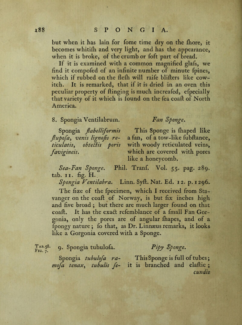 but when it has lain for fome time dry on the fhore, it becomes whitifh and very light, and has the appearance, when it is broke, of the crumb or foft part of bread. If it is examined with a common magnified glafs, we find it compofed of an infinite number of minute fpines, which if rubbed on the flefh will raife blifters like cow- itch. It is remarked, that if it is dried in an oven this peculiar property of Hinging is much increafed, efpecially that variety of it which is found on the fea coaft of North America. 8. Spongia Ventilabrum. Fan Sponge, Spongia Jiabelltformh This Sponge is fhaped like Jiupofa^ vents lignojts re- a fan, of a tow-like fubftance, ticulatis^ obteBis poris with woody reticulated veins, favigineis, which are covered with pores like a honeycomb. Sea-Fan Sponge, Phil. Tranf. Vol. 55. pag. 289., tab. II. fig. H.. Spongia Ventilabra, Linn. Syft. Nat. Ed. 12. p. 1296. The fize of the fpecimen, which I received from Sta- vanger on the coaft of Norway, is but fix inches high and five broad ; but there are much larger found on that coaft. It has the exadt refemblance of a fmall Fan Gor- gonia, only the pores are of angular fhapes, and of a fpongy nature ; fo that, as Dr. Linnaeus remarks, it looks like a Gorgonia covered with a Sponge. Fig^ 7^* tubulofa.. Spongia tubulofa ra- mofa tenax^ tubulis fe- Pipy- Sponge. This Sponge is full of tubes; it is branched and elaftic ; cundis.