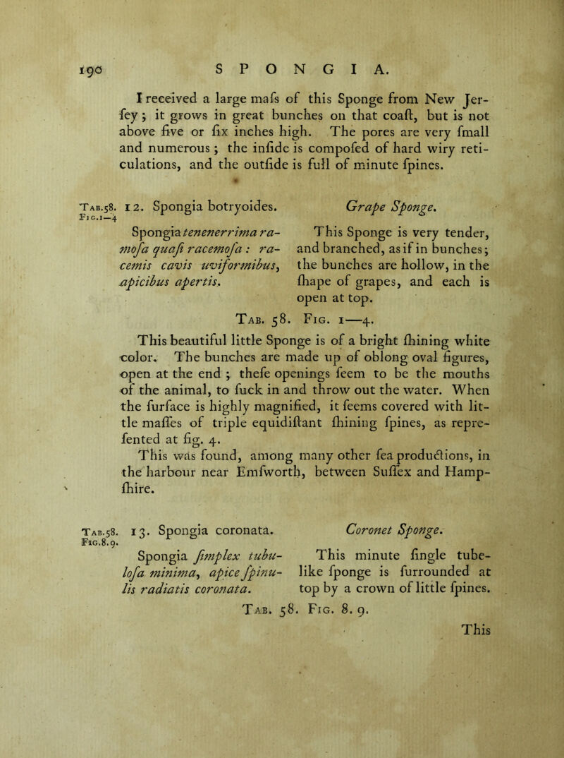 I received a large mafs of this Sponge from New Jer- fey; it grows in great bunches on that coaft, but is not above five or fix inches high. The pores are very fmall and numerous; the infide is compofed of hard wiry reti- culations, and the outfide is full of minute fpines. \ TAB.58. 12. Spongia botryoides. Fjg.i—Jj. ^^on^\2itenenerrima ra- 77iofa quafi racemofa : ra- cemis cavis uviformibus^ xipicibus apertis. Grape Sponge, This Sponge is very tender, and branched, as if in bunches; the bunches are hollow, in the fliape of grapes, and each is open at top. Tab. 5S. Fig. i—4. This beautiful little Sponge is of a bright fhining white ■color. The bunches are made up of oblong oval figures, open at the end ; thefe openings feem to be the mouths of the animal, to fuck in and throw out the water. When the furface is highly magnified, it feems covered with lit- tle maffes of triple equidiflant fhining fpines, as repre- fented at fig. 4. This v/as found, among many other fea produdlions, in the harbour near Emfworth, between SufTex and Hamp- fhire. TAB.58. Fig.8.9. 13. Spongia coronata. Spongia Jifnplex tuhu- lofa minima^ apice fpinu- lis radiatis coronata. Coronet Sponge,- This minute fingle tube- like fponge is furrounded at top by a crown of little fpines. Tab. 58. Fig. 8. 9. This