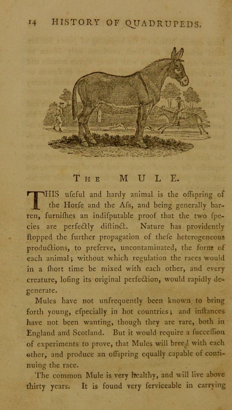 The MULE. Tills ufeful and hardy animal is the offspring of the Horfe and the Afs, and being generally bar- ren, furnifhes an indifputable proof that the two fpe- cies are perfe&ly diftin<St. Nature has providently Hopped the further propagation of thefe heterogeneous productions, to preferve, uncontaminated, the form of each animal; without which regulation the races would in a fhort time be mixed with each other, and every creature, lofing its original perfection, would rapidly de- generate. Mules have not unfrequently been known to bring forth young, efpecially in hot countries; and inftances have not been wanting, though they are rare, both in England and Scotland. But it would require a fucccflion of experiments to prove, that Mules will bree,! with each other, and produce an offspring equally capable of conti- nuing the race. The common Mule is very healthy, and will live above thirty years. It is found very ferviceable in carrying