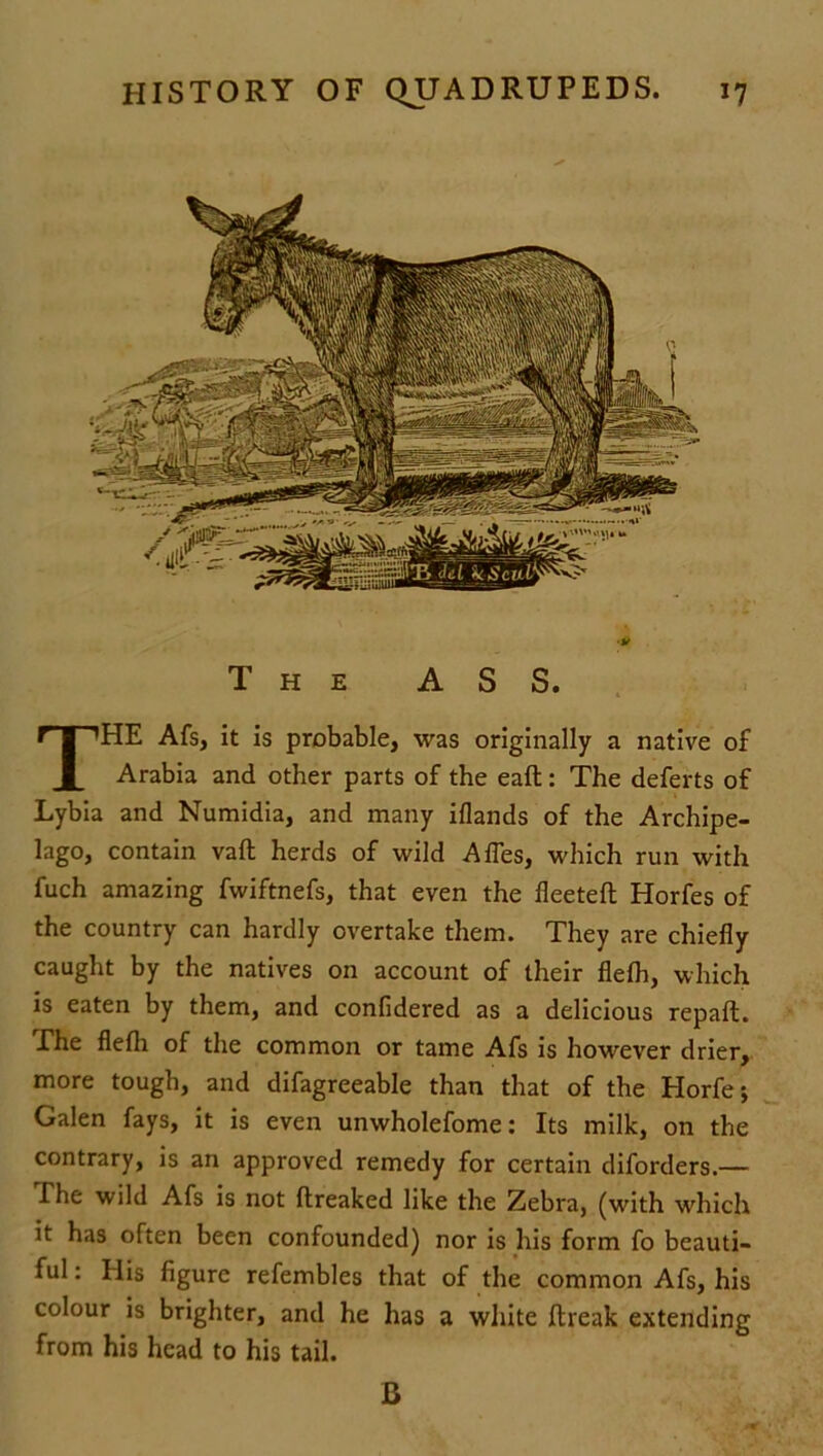 The ASS. The Afs, it is probable, was originally a native of Arabia and other parts of the eaft: The deferts of Lybia and Numidia, and many iflands of the Archipe- lago, contain vaft herds of wild AfTes, which run with fuch amazing fwiftnefs, that even the fleeted Horfes of the country can hardly overtake them. They are chiefly caught by the natives on account of their flefh, which is eaten by them, and confidered as a delicious repaft. The flefh of the common or tame Afs is however drier, more tough, and difagreeable than that of the Horfe; Galen fays, it is even unwholefome: Its milk, on the contrary, is an approved remedy for certain diforders.— The wild Afs is not flreaked like the Zebra, (with which it has often been confounded) nor is his form fo beauti- ful : His figure refembles that of the common Afs, his colour is brighter, and he has a white flreak extending from his head to his tail. B