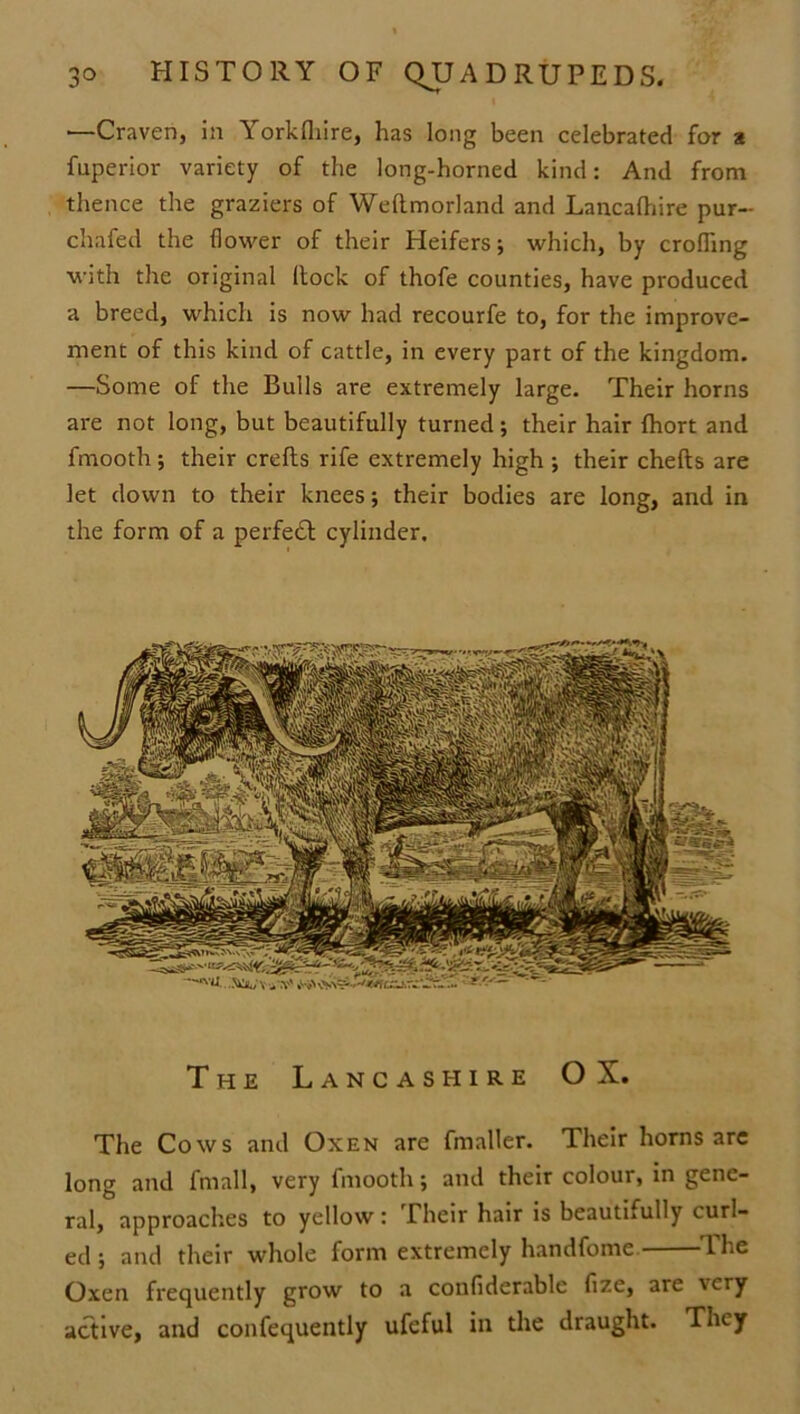 •—Craven, in Yorkfliire, has long been celebrated for a fuperior variety of the long-horned kind: And from thence the graziers of Weftmorland and Lancafhire pur- chafed the flower of their Heifers; which, by crofling with the original Hock of thofe counties, have produced a breed, which is now had recourfe to, for the improve- ment of this kind of cattle, in every part of the kingdom. —Some of the Bulls are extremely large. Their horns are not long, but beautifully turned; their hair fhort and fmooth; their crefts rife extremely high ; their chefts are let down to their knees; their bodies are long, and in the form of a perfect cylinder. The Lancashire OX. The Cows and Oxen are fmaller. Their horns are long and fmall, very fmooth; and their colour, in gene- ral, approaches to yellow : Their hair is beautiiully curl- ed ; and their whole form extremely handfome The Oxen frequently grow to a confiderable fize, are very active, and confequently ufeful in the draught. They