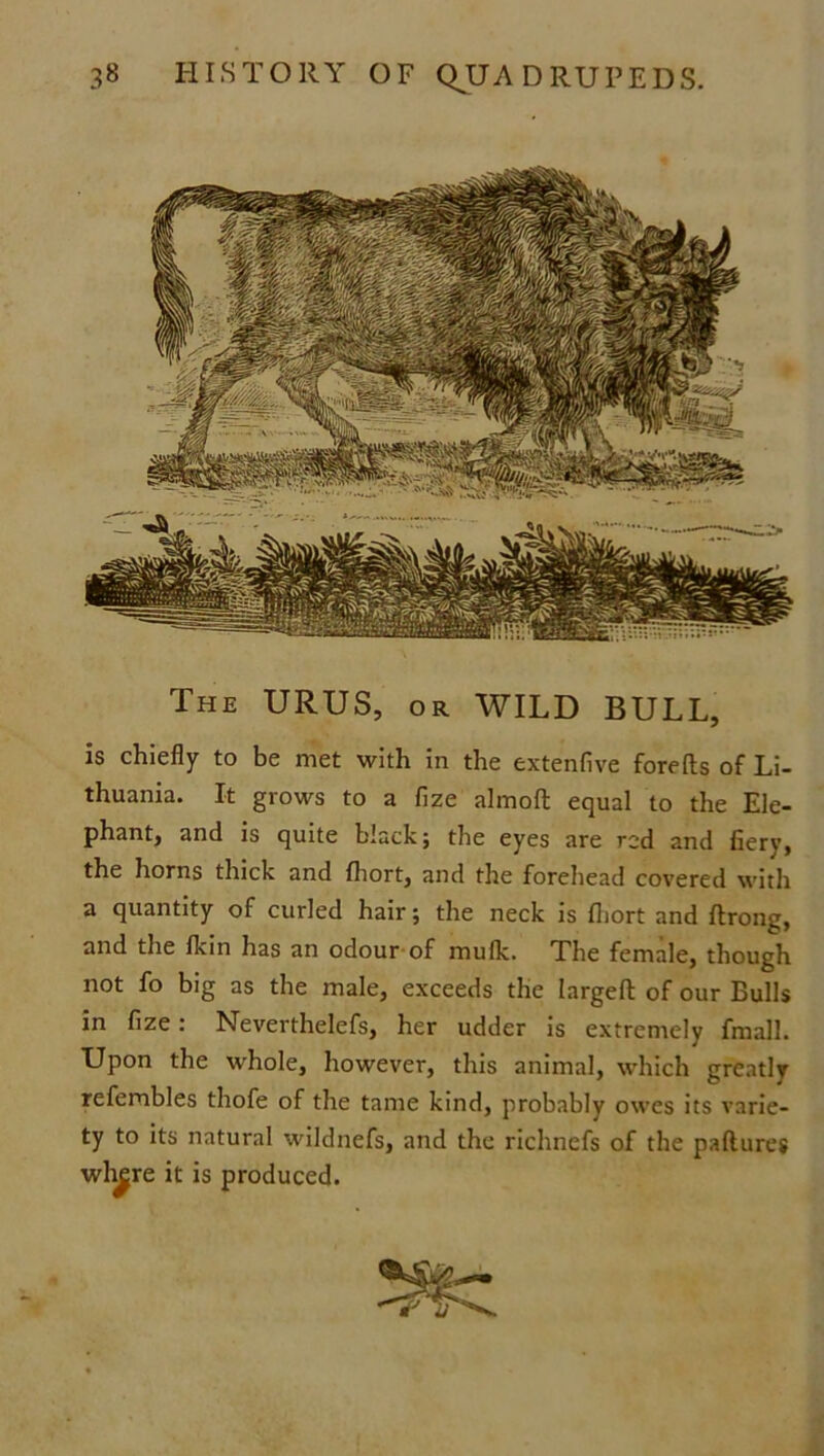 The URUS, or WILD BULL, is chiefly to be met with in the extenfive forefts of Li- thuania. It grows to a fize almoft equal to the Ele- phant, and is quite black; the eyes are red and fiery, the horns thick and fhort, and the forehead covered with a quantity of curled hair; the neck is fhort and flrong, and the fkin has an odour of mufk. The female, though not fo big as the male, exceeds the largefl: of our Bulls in fize: Neverthelefs, her udder is extremely fmall. Upon the whole, however, this animal, which greatly refembles thofe of the tame kind, probably owes its varie- ty to its natural wildnefs, and the richnefs of the pallures wh^re it is produced.