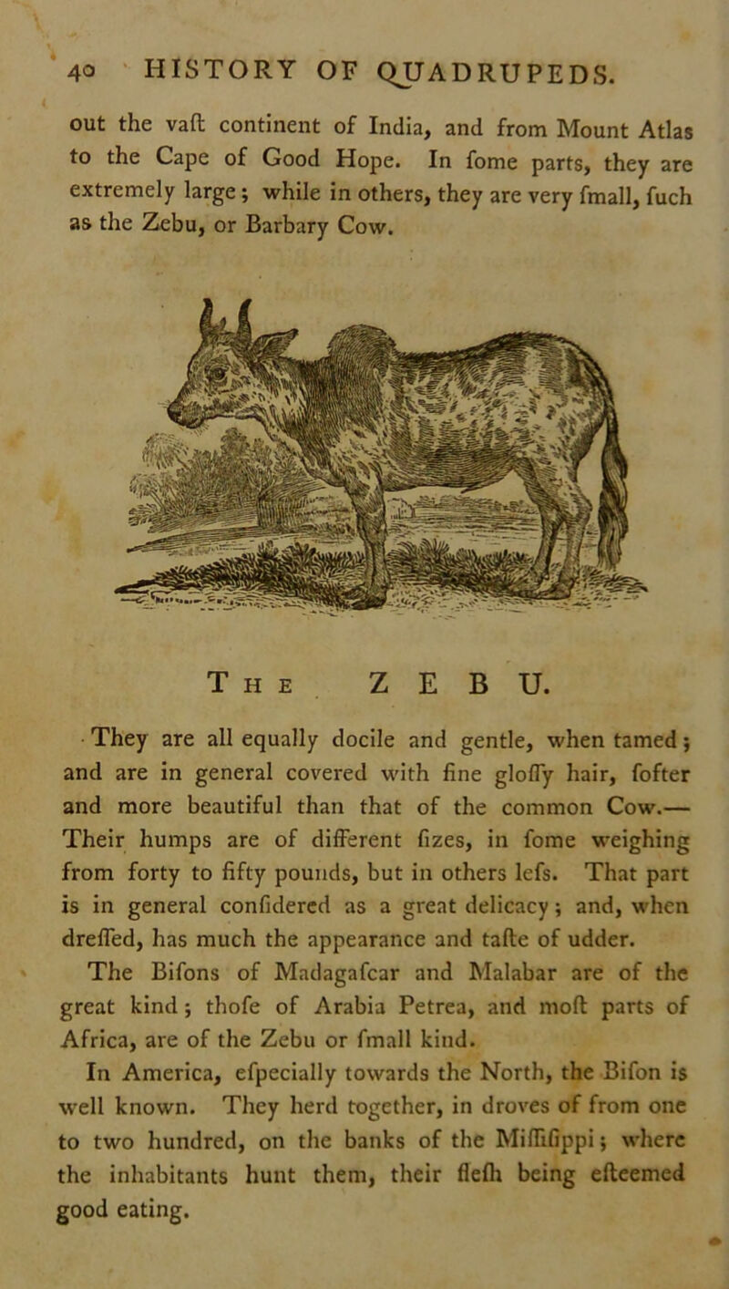 out the vaft continent of India, and from Mount Atlas to the Cape of Good Hope. In fome parts, they are extremely large ; while in others, they are very fmall, fuch as the Zebu, or Barbary Cow. The ZEBU. They are all equally docile and gentle, when tamed; and are in general covered with fine gloffy hair, fofter and more beautiful than that of the common Cow.— Their humps are of different fizes, in fome weighing from forty to fifty pounds, but in others lefs. That part is in general confidered as a great delicacy; and, when dreffed, has much the appearance and tafle of udder. The Bifons of Madagafcar and Malabar are of the great kind; thofe of Arabia Petrea, and mod parts of Africa, are of the Zebu or fmall kind. In America, efpecially towards the North, the Bifon is well known. They herd together, in droves of from one to two hundred, on the banks of the Miffifippi; where the inhabitants hunt them, their flefli being efteemed good eating.