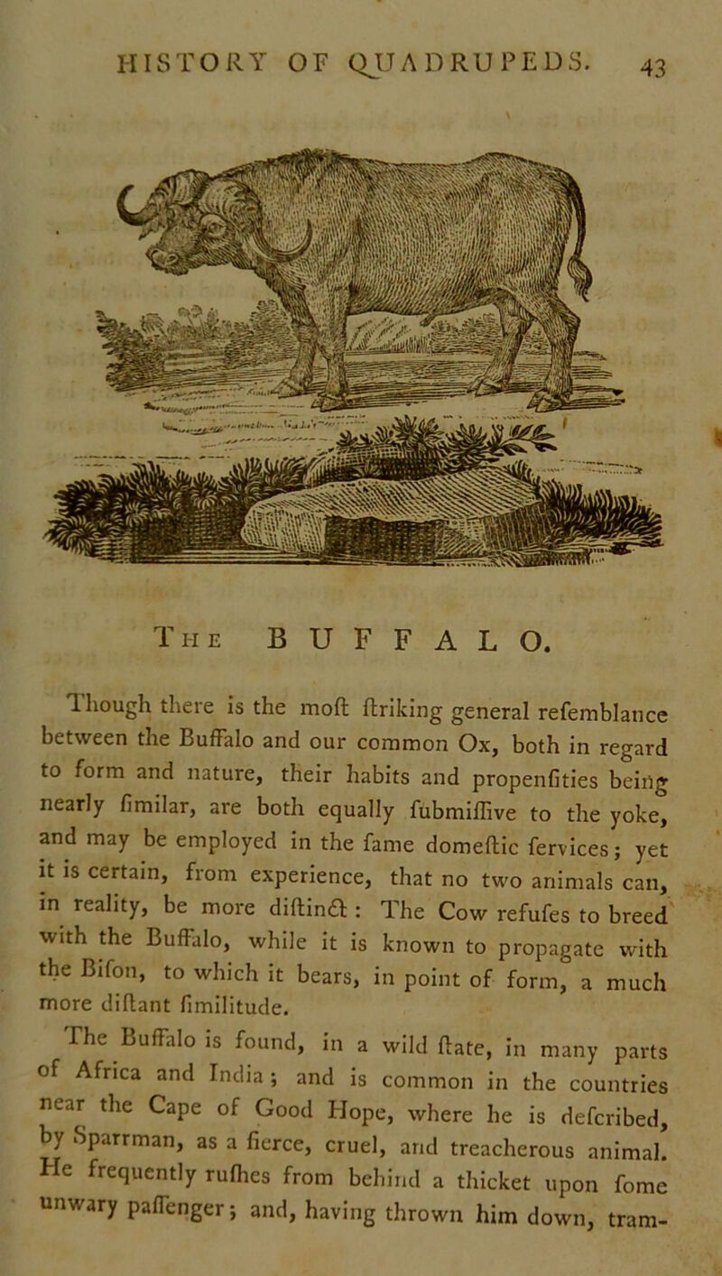 The BUFFALO. Though there is the mod linking general refemblance between the Buffalo and our common Ox, both in regard to form and nature, their habits and propenfities being nearly fimilar, are both equally fubmiffive to the yoke, and may be employed in the fame domeftic fervices; yet it is certain, from experience, that no two animals can, in reality, be more diftin£l: The Cow refufes to breed with the Buffalo, while it is known to propagate with the Bifon, to which it bears, in point of form, a much more d i ft a n t fimilitude. The Buffalo is found, in a wild Bate, in many parts of Africa and India; and is common in the countries near the Cape of Good Hope, where he is defcribed, by Sparrman, as a fierce, cruel, and treacherous animal. He frequently ruffes from behind a thicket upon fome unwary paffenger; and, having thrown him down, tram-