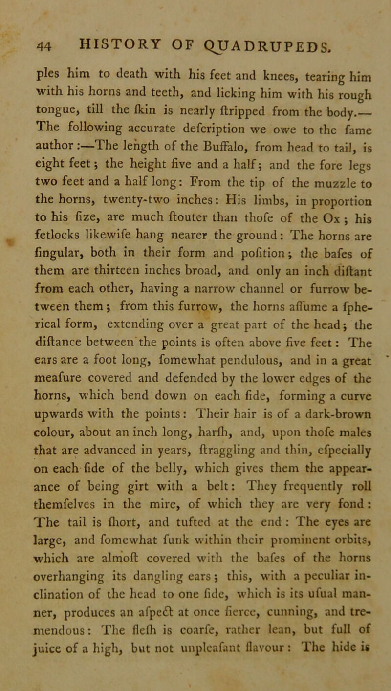 pies him to death with his feet and knees, tearing him with his horns and teeth, and licking him with his rough tongue, till the fkin is nearly ftripped from the body.— The following accurate defcription we owe to the fame author :—The length of the Buffalo, from head to tail, is eight feet; the height five and a half; and the fore legs two feet and a half long: From the tip of the muzzle to the horns, twenty-two inches: His limbs, in proportion to his fize, are much ftouter than thofe of the Ox ; his fetlocks likewife hang nearer the ground: The horns are fingular, both in their form and pofition; the bafes of them are thirteen inches broad, and only an inch diftant from each other, having a narrow channel or furrow be- tween them ; from this furrow, the horns affume a fphe- rical form, extending over a great part of the head; the diftance between the points is often above five feet: The ears are a foot long, fomewhat pendulous, and in a great meafure covered and defended by the lower edges of the horns, which bend down on each fide, forming a curve upwards with the points: Their hair is of a dark-brown colour, about an inch long, harfh, and, upon thofe males that are advanced in years, ftraggling and thin, efpecially on each fide of the belly, which gives them the appear- ance of being girt with a belt: They frequently roll themfelves in the mire, of which they are very fond : The tail is (hort, and tufted at the end: The eyes are large, and fomewhat funk within their prominent orbits, which are almoft covered with the bafes of the horns overhanging its dangling ears; this, with a peculiar in- clination of the head to one fide, which is its ufual man- ner, produces an afpeft at once fierce, cunning, and tre- mendous: The flefh is coarfe, rather lean, but full of juice of a high, but not unpleafant flavour : The hide is