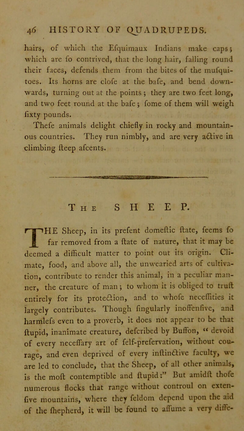 hairs, of which the Efquimaux Indians make caps; which are fo contrived, that the long hair, falling round their faces, defends them from the bites of the mufqui- toes. Its horns are clofe at the bafe, and bend down- wards, turning out at the points -, they are two feet long, and two feet round at the bafe; fome of them will weigh fixty pounds. Thefe animals delight chiefly in rocky and mountain- ous countries. They run nimbly, and are very active in climbing fteep afeents. HE Sheep, in its prefent domeftic ftate, feems fo far removed from a ftate of nature, that it may be deemed a difficult matter to point out its origin. Cli- mate, food, and above all, the unwearied arts of cultiva- tion, contribute to render this animal, in a peculiar man- ner, the creature of man; to whom it is obliged to truft entirely for its protedion, and to whofe neceffities it largely contributes. Though Angularly inoffenfive, and harmlefs even to a proverb, it does not appear to be that ftupid, inanimate creature, deferibed by Buffon, “ devoid of every neceflary art of felf-prefervation, without cou- rage, and even deprived of every inftinttive faculty, we are led to conclude, that the Sheep, of all other animals, is the moft contemptible and ftupidBut arnidft thofe numerous flocks that range without controul on exten- five mountains, where they feldom depend upon the aid of the ffiepherd, it will be found to aftiime a very diffie- The SHEEP.
