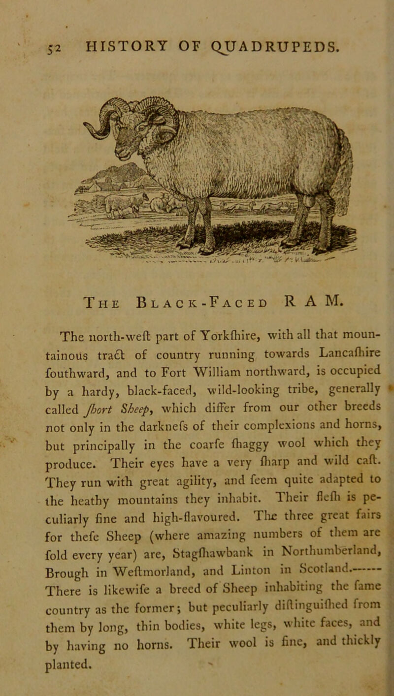 The Black- Faced RAM. The north-weft part of Yorkfhire, with all that moun- tainous tra£l of country running towards Lancafhire fouthward, and to Fort William northward, is occupied by a hardy, black-faced, wild-looking tribe, generally * called Jhort Sheep, which differ from our other breeds not only in the darknefs of their complexions and horns, but principally in the coarfe fhaggy wool which they produce. Their eyes have a very fharp and wild caft. They run with great agility, and feem quite adapted to the heathy mountains they inhabit. Their flefii is pe- culiarly fine and high-flavoured. ITie three great fairs for thefe Sheep (where amazing numbers of them are fold every year) are, Stagfhawbank in Northumberland, Brough in Weftmorland, and Linton in Scotland. There is likewife a breed of Sheep inhabiting the fame country as the former; but peculiarly diftinguifhed from them by long, thin bodies, white legs, white faces, and by having no horns. Their wool is fine, and thickly planted.