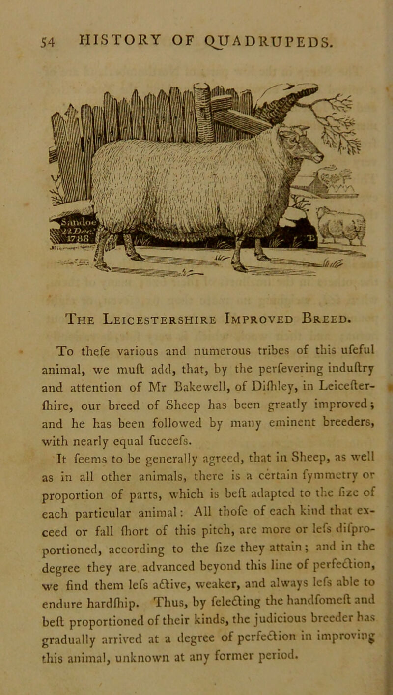 The Leicestershire Improved Breed. To thefe various and numerous tribes of this ufeful animal, we mud add, that, by the perfevering indudry and attention of Mr Bakewell, of Difhley, in Leiceder- fhire, our breed of Sheep has been greatly improved; and he has been followed by many eminent breeders, with nearly equal fuccefs. It feems to be generally agreed, that in Sheep, as well as in all other animals, there is a certain fymraetry or proportion of parts, which is bed adapted to the fize of each particular animal: All thofe of each kind that ex- ceed or fall fhort of this pitch, are more or lefs difpro- portioned, according to the fize they attain; and in the degree they are advanced beyond this line of perfection, we find them lefs adtive, weaker, and always lefs able to endure hardlhip. Thus, by fele&ing the handfomeft and bed proportioned of their kinds, the judicious breeder has gradually arrived at a degree of perfedion in improving this animal, unknown at any former period.