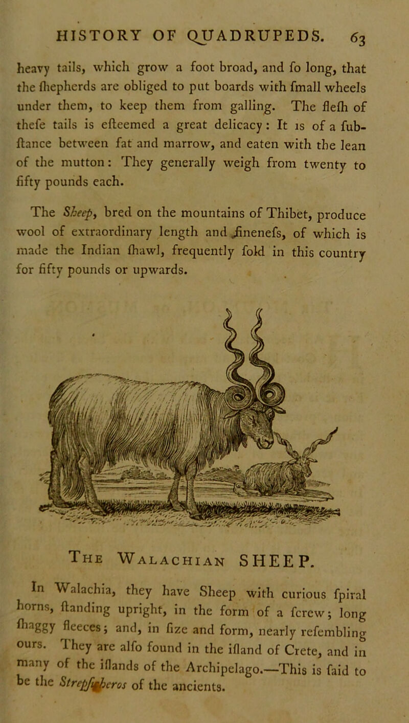 heavy tails, which grow a foot broad, and fo long, that the fhepherds are obliged to pat boards with fmall wheels under them, to keep them from galling. The flefh of thefe tails is efteemed a great delicacy : It is of a fub- ftance between fat and marrow, and eaten with the lean of the mutton: They generally weigh from twenty to fifty pounds each. The Sheep, bred on the mountains of Thibet, produce wool of extraordinary length and iinenefs, of which is made the Indian fhawl, frequently fold in this country for fifty pounds or upwards. The Walachian SHEEP. In Walachia, they have Sheep with curious fpiral horns, Handing upright, in the form of a fcrew; long fliaggy fleeces; and, in fize and form, nearly refembling ours. They are alfo found in the ifland of Crete, and in many of the illands of the Archipelago.—This is faid to be the Strepfi^cros of the ancients.