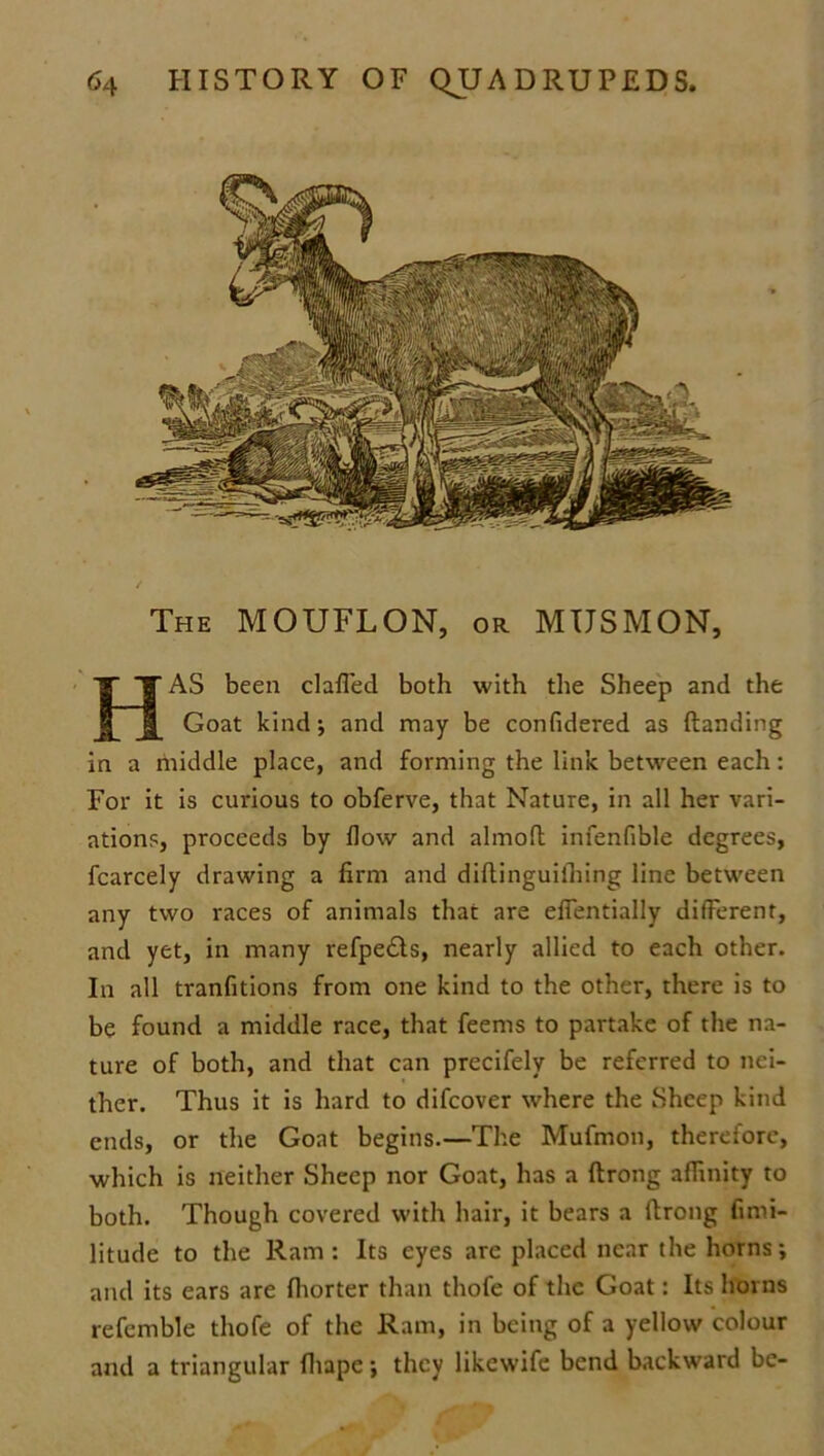 The MOUFLON, or MIJSMON, HAS been clafled both with the Sheep and the Goat kind; and may be confidered as (landing in a middle place, and forming the link between each: For it is curious to obferve, that Nature, in all her vari- ations, proceeds by how and almoft infenfible degrees, fcarcely drawing a firm and diftinguilhing line between any two races of animals that are efientially different, and yet, in many refpe£ts, nearly allied to each other. In all tranfitions from one kind to the other, there is to be found a middle race, that feems to partake of the na- ture of both, and that can precifely be referred to nei- ther. Thus it is hard to difcover where the Sheep kind ends, or the Goat begins.—The Mufmon, therefore, which is neither Sheep nor Goat, has a ftrong affinity to both. Though covered with hair, it bears a ftrong fimi- litude to the Ram: Its eyes are placed near the horns; and its ears are fhorter than thofe of the Goat: Its horns refemble thofe of the Ram, in being of a yellow colour and a triangular fhape; they likewife bend backward be-