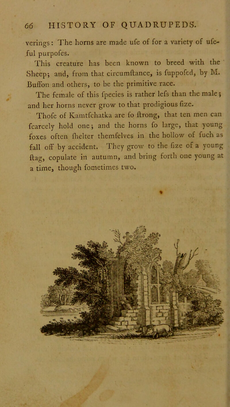 verings: The horns are made ufe of for a variety of ufe- ful purpofes. This creature has been known to breed with the Sheep; and, from that circumftance, is fuppofed, by M. Buft'on and others, to be the primitive race. The female of this fpecies is rather lefs than the male; and her horns never grow to that prodigious fize. Thofe of Kamtfchatka are fo ftrong, that ten men can fcarcely hold one; and the horns fo large, that young foxes often fhelter themfelves in the hollow of fuch as fall off by accident. They grow to the fize of a young flag, copulate in autumn, and bring forth one young at a time, though fometimes two.