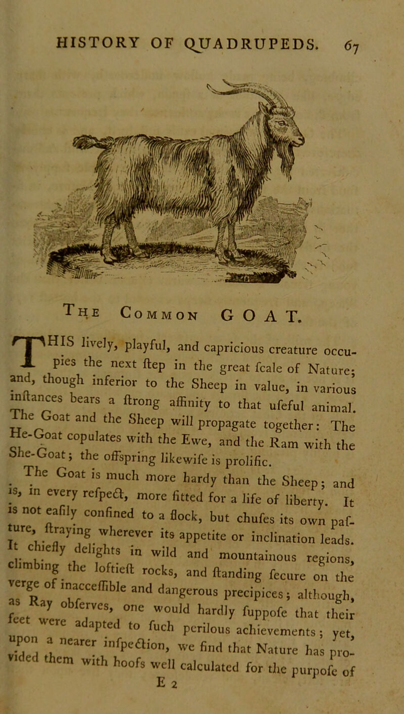 The Common GOAT. THIS ii'ely, playful, and capricious creature occu- pies the next ftep in the great fcale of Nature- and, though inferior to the Sheep in value, in various inftances bears a ftrong affinity to that ufeful animal. ie Goat and the Sheep will propagate together: The He-Goat copulates with the Ewe, and the Ram with the ohe-Goat; the offspring likewife is prolific. . The G°at is much more hardy than the Sheep; and is, in every refpeft, more fitted for a life of liberty. It is not eafily confined to a flock, but chufes its own paf- re;. ayrh- its appetite or inclination leads, c iefly delights in wild and mountainous regions, climbing the loftieft rocks, and (landing fecure on the rge 0 inacceffible and dangerous precipices; although, ffiet Zre :VCS,i°ne WOuM ^ fuPPofe that ^eir eet *ere adapted to fuch perilous achievements; yet vTded rh eare- ”lfpedi°n> We that Nature has pro- em With hoofs well calculated for the purpofe of E 2