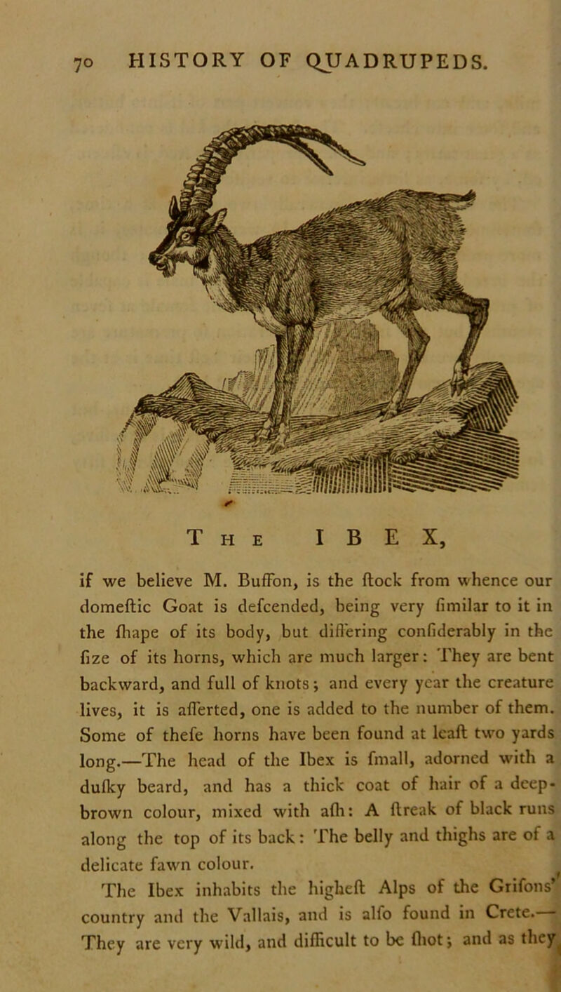 The IBEX, if we believe M. BufFon, is the flock from whence our domeftic Goat is defcended, being very fimilar to it in the fhape of its body, but differing confiderably in the fize of its horns, which are much larger: They are bent backward, and full of knots; and every year the creature lives, it is afferted, one is added to the number of them. Some of thefe horns have been found at lead two yards long.—The head of the Ibex is fmall, adorned with a dufky beard, and has a thick coat of hair of a deep- brown colour, mixed with afh: A flreak of black runs along the top of its back: The belly and thighs are of a delicate fawn colour. The Ibex inhabits the higheft Alps of the Grifons’ country and the Vallais, and is alfo found in Crete. They are very wild, and difficult to be fliot; and as they