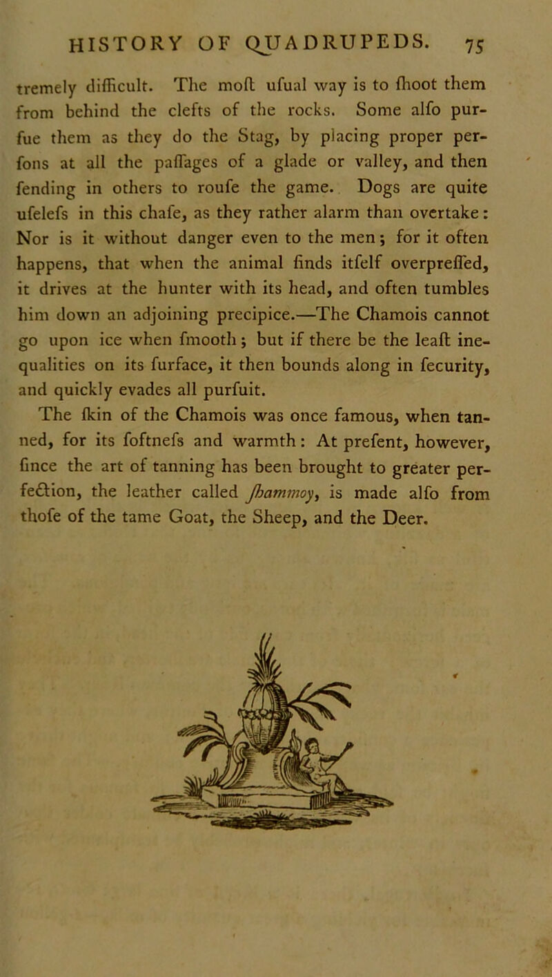 tremely difficult. The moft ufual way is to ffioot them from behind the clefts of the rocks. Some alfo pur- fue them as they do the Stag, by placing proper per- fons at all the paffages of a glade or valley, and then fending in others to roufe the game. Dogs are quite ufelefs in this chafe, as they rather alarm than overtake: Nor is it without danger even to the men; for it often happens, that when the animal finds itfelf overprefled, it drives at the hunter with its head, and often tumbles him down an adjoining precipice.—The Chamois cannot go upon ice when finooth; but if there be the leaft ine- qualities on its furface, it then bounds along in fecurity, and quickly evades all purfuit. The fkin of the Chamois was once famous, when tan- ned, for its foftnefs and warmth: At prefent, however, fince the art of tanning has been brought to greater per- fection, the leather called Jhammoy, is made alfo from thofe of the tame Goat, the Sheep, and the Deer.