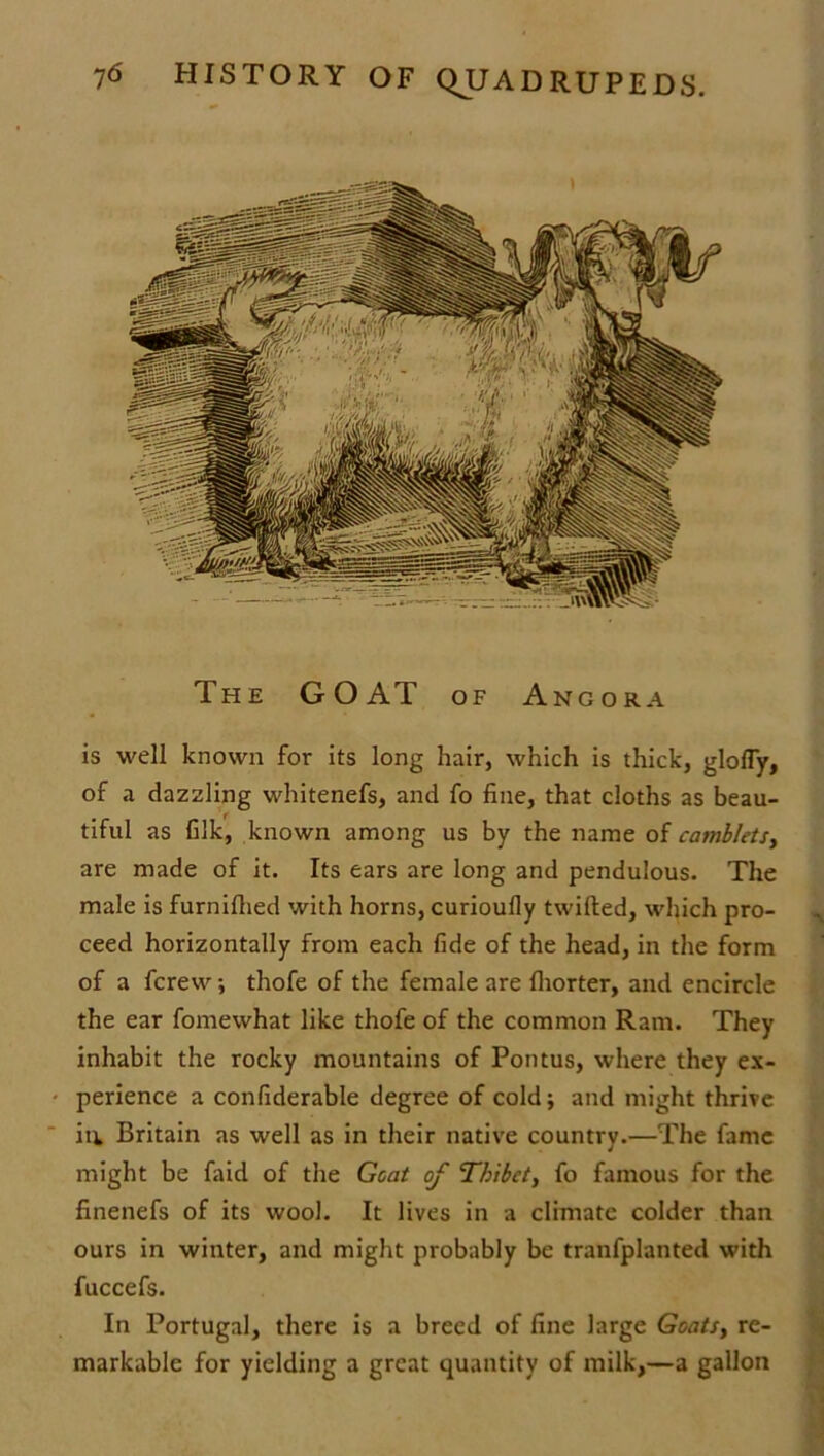 The GOAT of Angora is well known for its long hair, which is thick, glofly, of a dazzling whitenefs, and fo fine, that cloths as beau- tiful as filk, known among us by the name of camhlets, are made of it. Its ears are long and pendulous. The male is furnilhed with horns, curioully twilled, which pro- ceed horizontally from each fide of the head, in the form of a fcrew; thofe of the female are fliorter, and encircle the ear fomewhat like thofe of the common Ram. They inhabit the rocky mountains of Pontus, where they ex- perience a confiderable degree of cold; and might thrive ia Britain as well as in their native country.—The fame might be faid of the Goat of Thibet, fo famous for the finenefs of its wool. It lives in a climate colder than ours in winter, and might probably be tranfplanted with fuccefs. In Portugal, there is a breed of fine large GoatSy re- markable for yielding a great quantity of milk,—a gallon