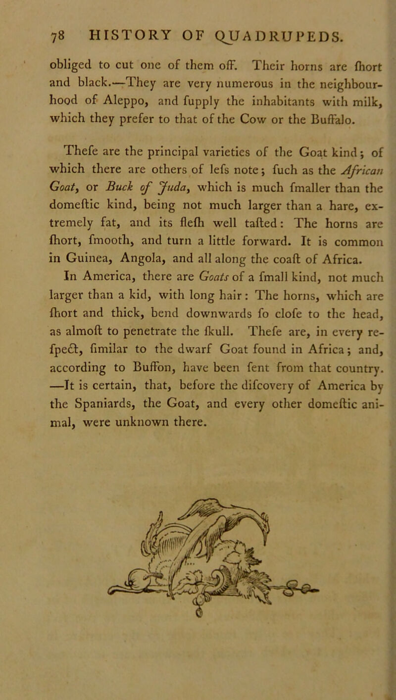 obliged to cut one of them olF. Their horns are fhort and black.—They are very numerous in the neighbour- hood of Aleppo, and fupply the inhabitants with milk, which they prefer to that of the Cow or the Buffalo. Thefe are the principal varieties of the Goat kind; of which there are others of lefs note; fuch as the African Goat, or Buck of Juda, which is much fmaller than the domeftic kind, being not much larger than a hare, ex- tremely fat, and its flelh well tailed: The horns are fhort, fmootli, and turn a little forward. It is common in Guinea, Angola, and all along the coaft of Africa. In America, there are Goats of a fmall kind, not much larger than a kid, with long hair: The horns, which are fhort and thick, bend downwards fo clofe to the head, as almoft to penetrate the Ikull. Thefe are, in every re- fpecl, fimilar to the dwarf Goat found in Africa; and, according to Buffon, have been fent from that country. —It is certain, that, before the difcovery of America by the Spaniards, the Goat, and every other domeftic ani- mal, were unknown there.