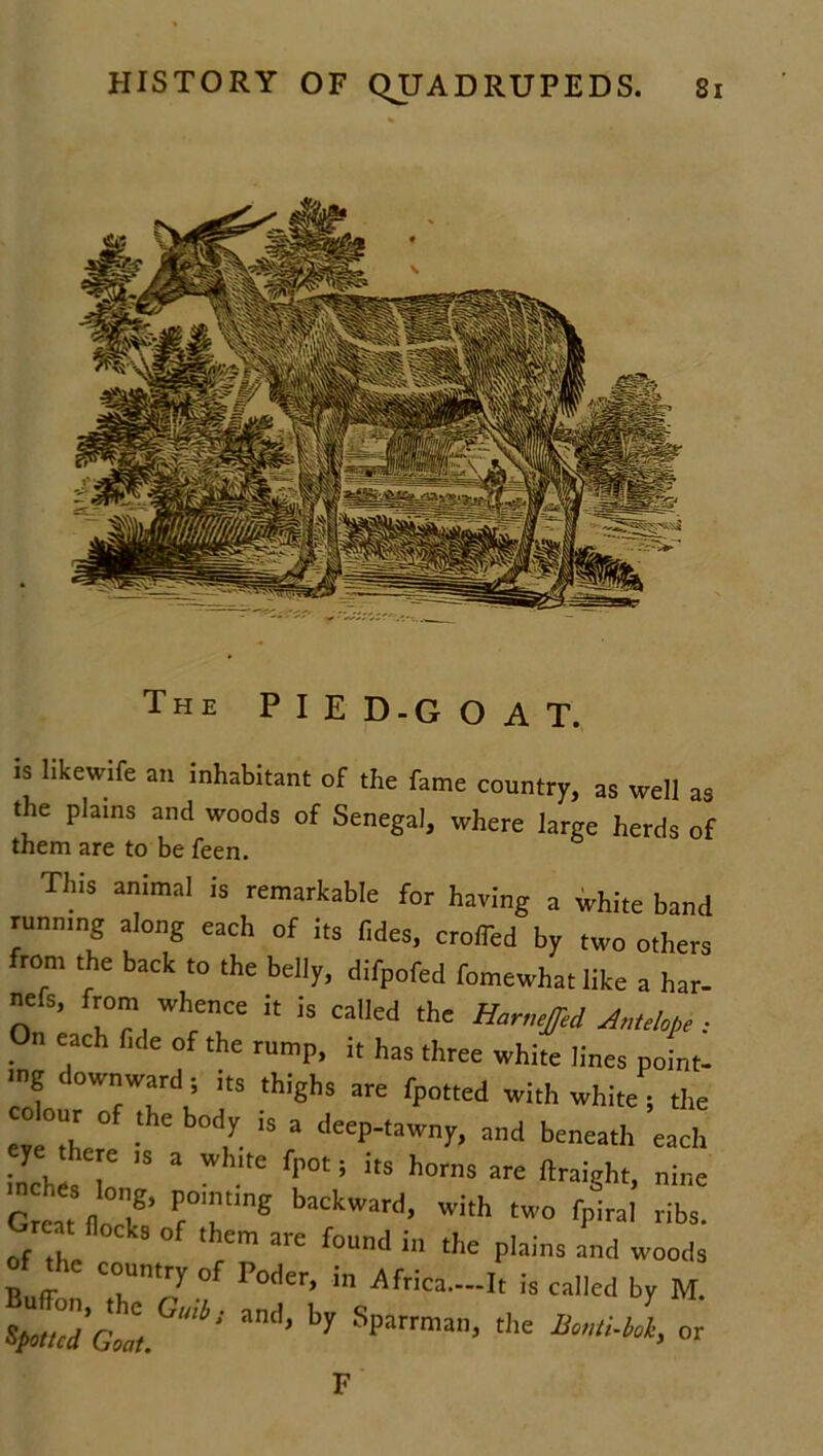 The PIE D-G OAT. is Hkewife an inhabitant of the fame country, as well as the plains and woods of Senegal, where large herds of them are to be feen. This animal is remarkable for haring a white band running along each of its (ides, eroded by two others from the baek to the belly, difpofed fomewhatlike a har- nefs from whence ,t is called the Harmfed Antelope: On each fide of the rump, i, has three white lines point- ■ng downward, its thighs are fp„„ed with white, the colour of the body is a deep-tawny, and beneath each eye there ,s a white fpot; its horns are ftraieht, nine Great floclf' fT”® baCkWard’ With tw0 fPiral libs- eat fl0cb of ,h are found ,n (|ie Md woo of the country of P„der, in Africa.-I, is called by M. XZ'Z1 am,> ^ Sparrma'” *■**. or F