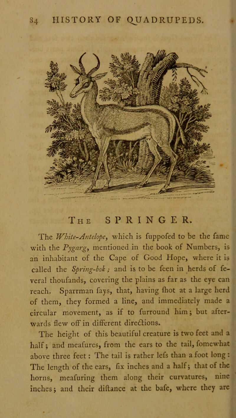 The SPRINGER. The White-Antelope, which is fuppofed to be the fame with the Pygnrg, mentioned in the book of Numbers, is an inhabitant of the Cape of Good Hope, where it is called the Spring-bok; and is to be feen in herds of fe- veral thoufands, covering the plains as far as the eye can reach. Spavrman fays, that, having {hot at a large herd of them, they formed a line, and immediately made a circular movement, as if to furround him; but after- wards flew off in different directions. The height of this beautiful creature is two feet and a half; and meafures, from the ears to the tail, fomewhat above three feet: The tail is rather lefs than a foot long: The length of the ears, fix inches and a half; that of the horns, meafuring them along their curvatures, nine inches; and their diltance .at the bafe, where they are