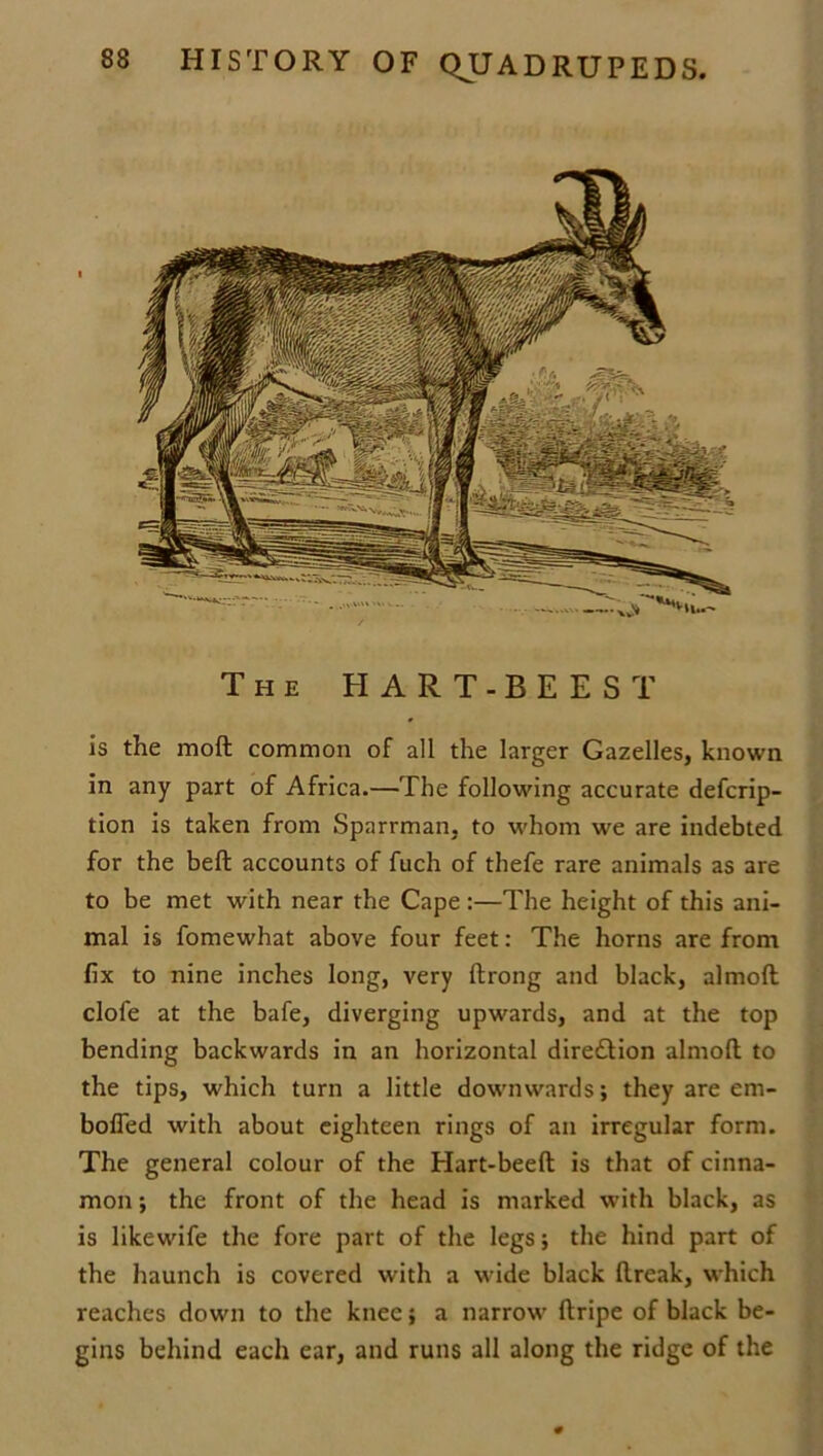 The H ART-BEES T is the mod common of all the larger Gazelles, known in any part of Africa.—The following accurate defcrip- tion is taken from Sparrman, to whom we are indebted for the bell accounts of fuch of thefe rare animals as are to be met with near the Cape :—The height of this ani- mal is fomewhat above four feet: The horns are from fix to nine inches long, very ftrong and black, almoft clofe at the bafe, diverging upwards, and at the top bending backwards in an horizontal direction almoft to the tips, which turn a little downwards; they are ern- bofled with about eighteen rings of an irregular form. The general colour of the Hart-beeft is that of cinna- mon ; the front of the head is marked with black, as is likewife the fore part of the legs; the hind part of the haunch is covered with a wide black ftreak, which reaches down to the knee; a narrow ftripe of black be- gins behind each ear, and runs all along the ridge of the