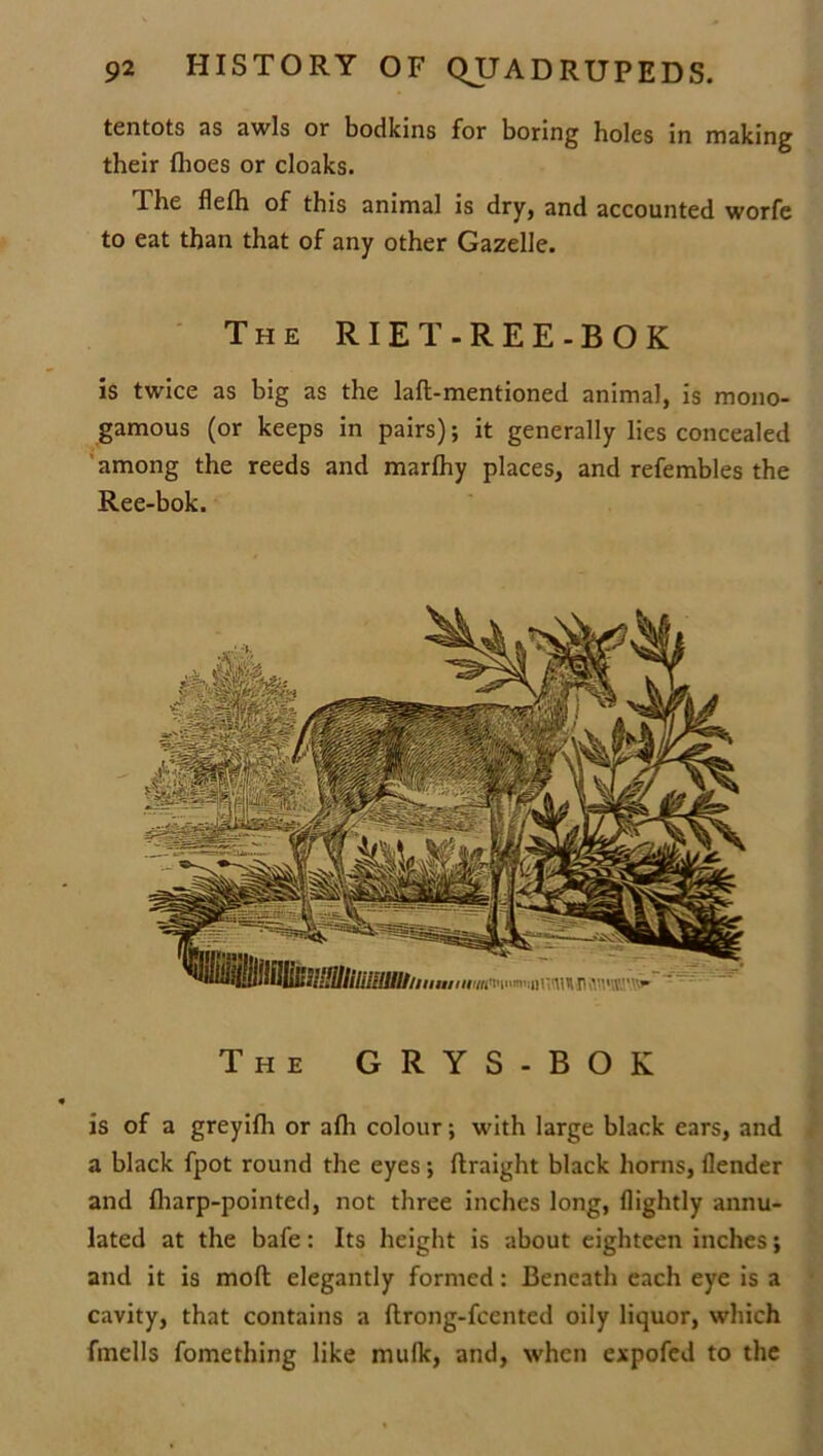 tentots as awls or bodkins for boring holes in making their flioes or cloaks. The fiefh of this animal is dry, and accounted worfe to eat than that of any other Gazelle. The RIET-REE-BOK is twice as big as the laft-mentioned animal, is mono- gamous (or keeps in pairs); it generally lies concealed among the reeds and marfhy places, and refembles the Ree-bok. The GRYS-BOK is of a greyifh or afh colour; with large black ears, and a black fpot round the eyes; ftraight black horns, fiender and (harp-pointed, not three inches long, (lightly annu- lated at the bafe: Its height is about eighteen inches; and it is molt elegantly formed: Beneath each eye is a cavity, that contains a ftrong-fcented oily liquor, which fmells fomething like mulk, and, when expofed to the