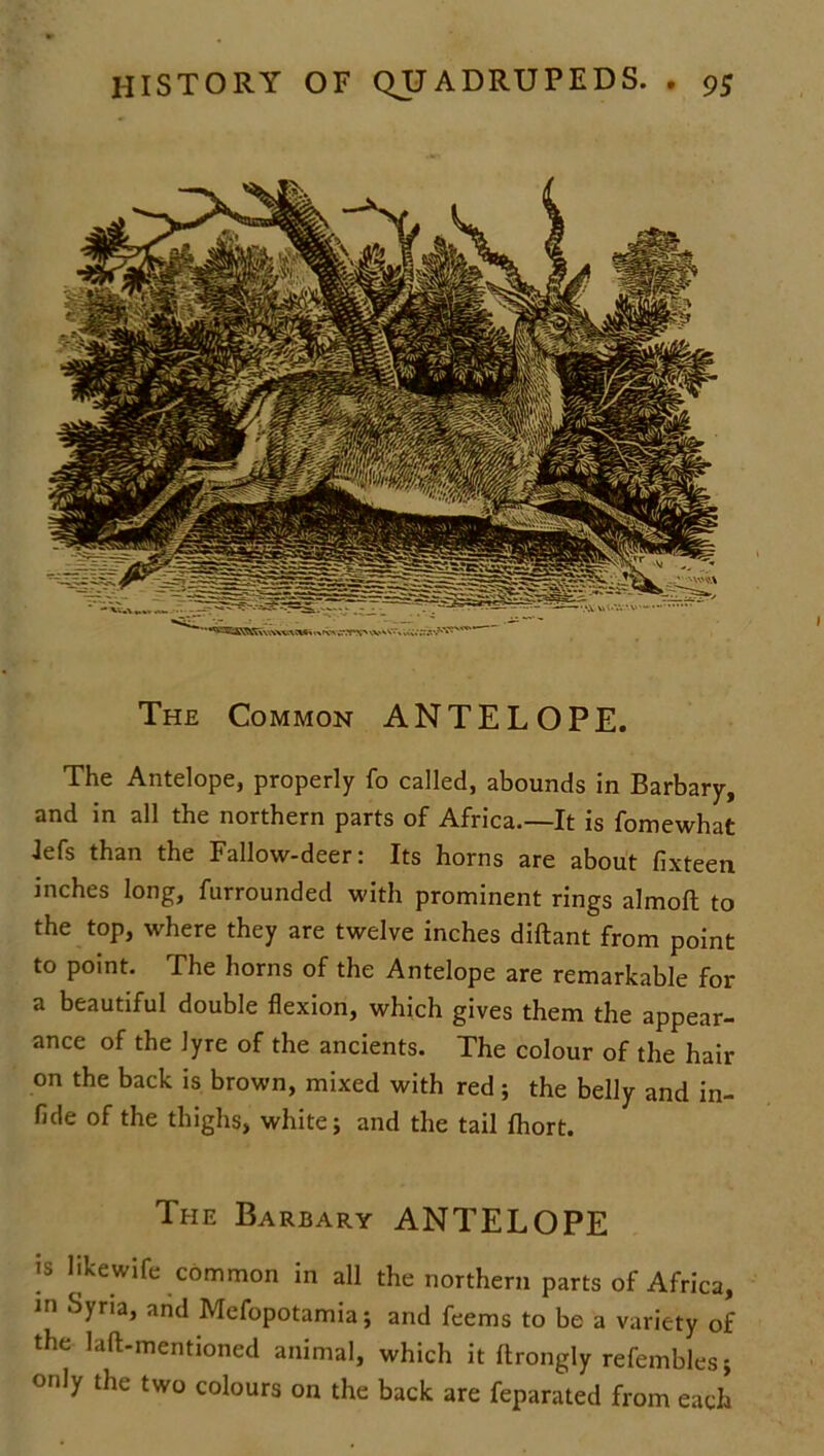The Common ANTELOPE. The Antelope, properly fo called, abounds in Barbary, and in all the northern parts of Africa.—It is fomewhat •lefs than the Fallow-deer: Its horns are about fixteen inches long, furrounded with prominent rings almofl to the top, where they are twelve inches diftant from point to point. The horns of the Antelope are remarkable for a beautiful double flexion, which gives them the appear- ance of the lyre of the ancients. The colour of the hair on the back is brown, mixed with red; the belly and in- flde of the thighs, white; and the tail fhort. The Barbary ANTELOPE is likewife common in all the northern parts of Africa, in Syria, and Mefopotamia; and feems to be a variety of the laft-mentioned animal, which it ftrongly refemblesj only the two colours on the back are feparated from each