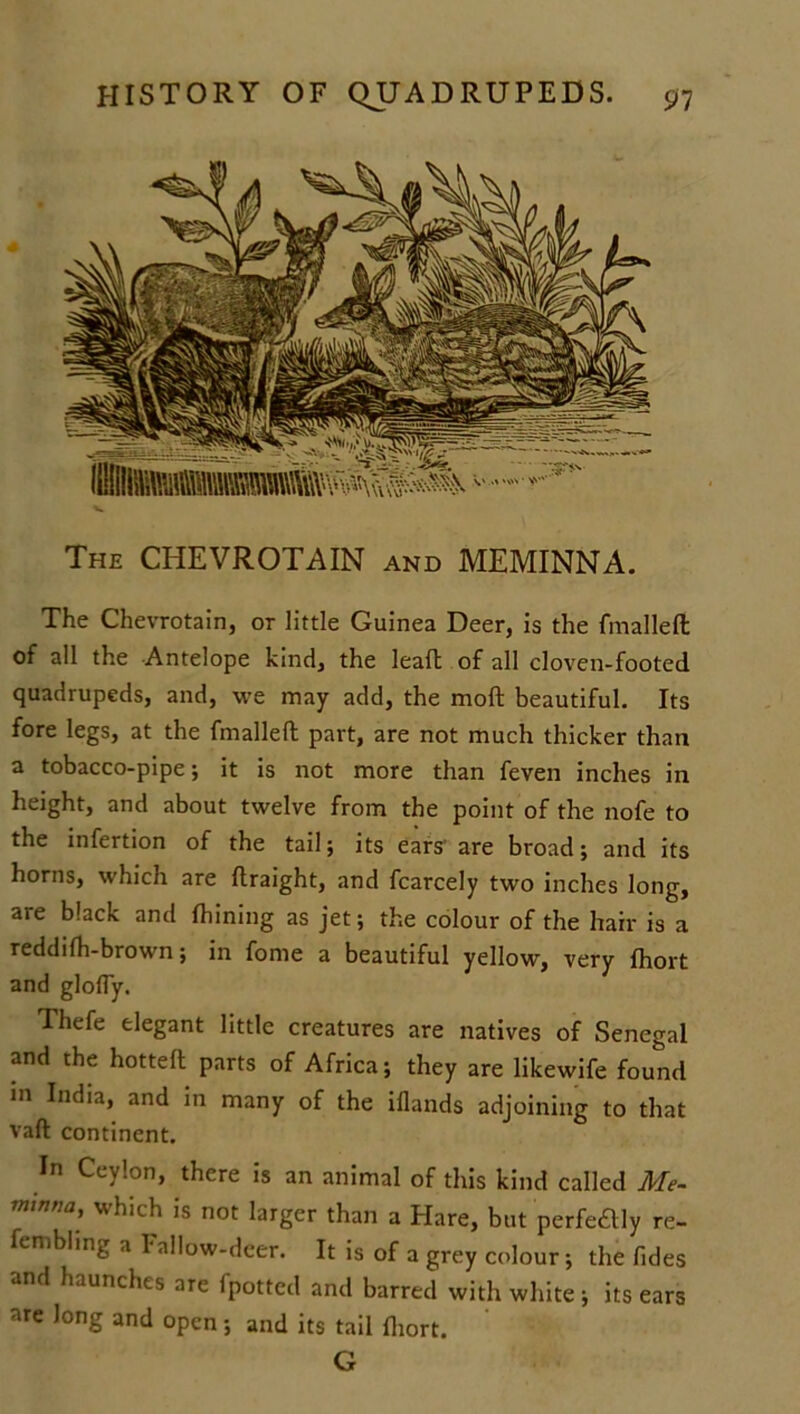 The CHEVROTAIN and MEMINNA. The Chevrotain, or little Guinea Deer, is the {mailed of all the Antelope kind, the lead of all cloven-footed quadrupeds, and, we may add, the mod beautiful. Its fore legs, at the fmalled part, are not much thicker than a tobacco-pipe; it is not more than feven inches in height, and about twelve from the point of the nofe to the infertion of the tail; its ears' are broad; and its horns, which are draight, and fcarcely two inches long, are black and Alining as jet; the colour of the hair is a reddifh-brown; in fome a beautiful yellow, very fhort and gloffy. Thefe elegant little creatures are natives of Senegal and the hotted parts of Africa; they are likewife found in India, and in many of the iflands adjoining to that vad continent. In Ceylon, there is an animal of this kind called Me- mwm, which is not larger than a Hare, but perfedly re- fembling a Fallow-deer. It is of a grey colour; the Tides and haunches arc {potted and barred with white ; its ears are long and open; and its tail diort. G