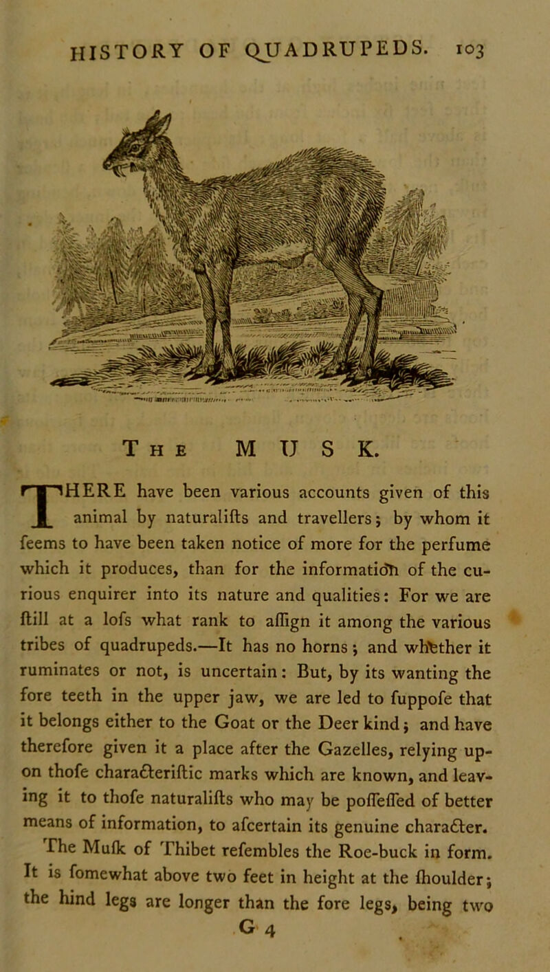 The MUSK. THERE have been various accounts given of this animal by naturalifts and travellers; by whom it feems to have been taken notice of more for the perfume which it produces, than for the information of the cu- rious enquirer into its nature and qualities: For we are (till at a lofs what rank to aflign it among the various tribes of quadrupeds.—It has no horns; and whether it ruminates or not, is uncertain: But, by its wanting the fore teeth in the upper jaw, we are led to fuppofe that it belongs either to the Goat or the Deer kind; and have therefore given it a place after the Gazelles, relying up- on thofe charafteriftic marks which are known, and leav- ing it to thofe naturalifts who may be pofiefled of better means of information, to afcertain its genuine charaffer. The Mu(k of Thibet refembles the Roe-buck in form. It is fomewhat above two feet in height at the fhoulder; the hind legs are longer than the fore legs, being two G 4