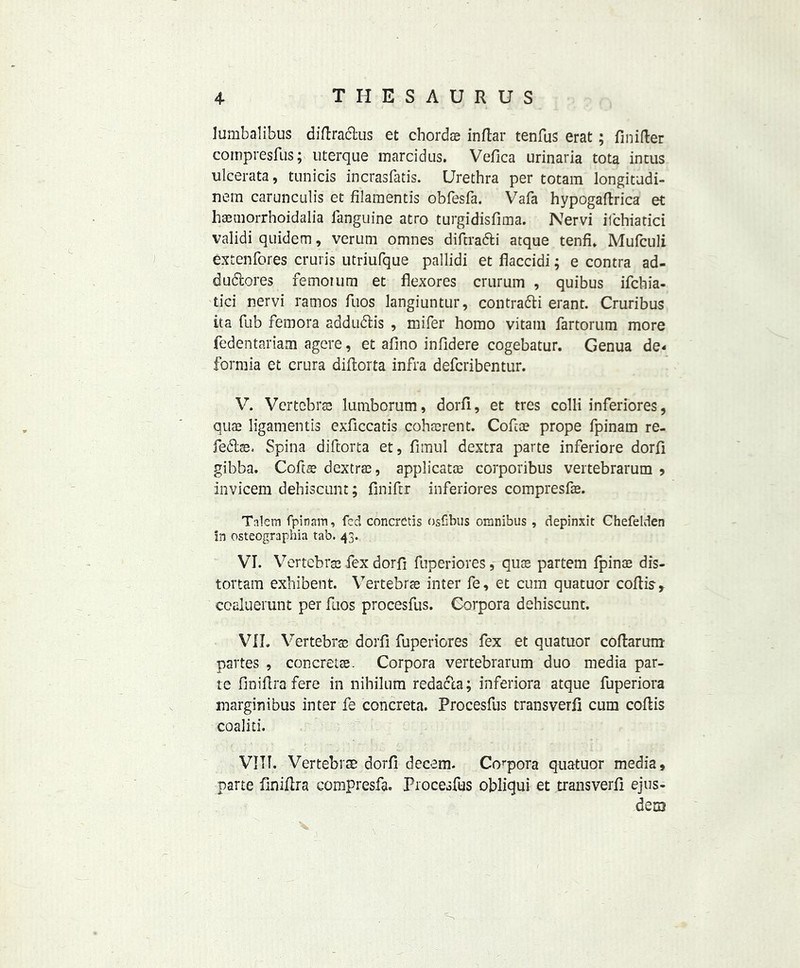 lumbalibus diftra&us et chords inftar tenfus erat; fmifter cornpresfus; uterque marcidus. Vefica urinaria tota incus ulcerata, tunicis incrasfatis. Urethra per totam longitudi- nern carunculis et filamentis obfesfa. Vafa hypogaftrica et hsuiorrhoidalia fanguine atro turgidisfima. Nervi itchiarici validi quidem, verum omnes diftra&i atque tenfu Mufculi extenfores cruris utriufque pallidi et flaccidi; e contra ad- du&ores femoium et flexores crurum , quibus ifchia- tici nervi ramos fuos langiuntur, contra&i erant. Cruribus ita Tub femora addu&is , mifer homo vitam fartorum more fedentariam agere, et afino infidere cogebatur. Genua de< formia et crura diflorta infra defcribentur. V. Vertcbrse lumborum, dorfi, et tres colli inferiores, quae ligamentis exficcatis coherent. Cofcs prope fpinam re- fedtae. Spina diftorta et, fimul dextra parte inferiore dorfi gibba. Coftfle dextrs, applicats corporibus vertebrarum , invicem dehiscunt; finiftr inferiores compresfs. Talcm fpinam, fed concrCtis osfibus omnibus , depinxit Ghefelden in osteographia tab. 43. VI. Vertebras fex dorfi fuperiores, qus partem fpins dis- tortam exhibent. Vertebrae inter fe, et cum quatuor cofiis, coaluerunt per fuos procesfus. Corpora dehiscunt. VII. Vertebras dorfi fuperiores fex et quatuor coftarum partes , concrete. Corpora vertebrarum duo media par- te finilira fere in nihilum redacta; inferiora atque fuperiora marginibus inter fe concreta. Procesfus transverfi cum coftis coaliti. VIII. Vertebrae dorfi decern. Corpora quatuor media, parte fmiftra compresfa. Procesfus obliqui et transverfi ejus- dem