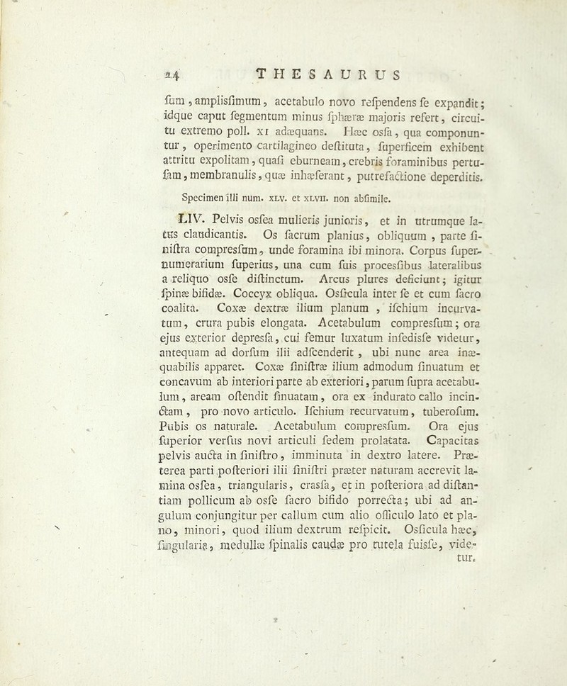 fum, amplisfkntun, acetabulo novo refpendens fe expandit; idque caput fegmentum minus fphaerae majoris refert, circui- tu extremo poll, xi adcequans. Haec osfa, qua componun- tur, operimento cartilagineo deftituta, fuperficein exhibent attritu expolitam, quaii eburneam, crebris foraminibus pertu- fara, membranulis, quae inhaeferant, putrefaclione deperditis. Specimen ilii num. xlv. et xlvii. non abfimile. LIV. Pelvis osfea mulieris junioris, et in utrumque Ia- tus claudicantis. Os iacrum planius, obliquum , parte fi- niftra compresfum, unde foramina ibi minora. Corpus fuper- tuimerariuni fuperius, una cum fuis procesfibus lateralibus a reliquo osfe diftinctum. Arcus plures deficiunt- igitur Ipinae bifidce. Coccyx obliqua. Osfrcula inter fe et cum facro coalita. Coxae dextrae ilium planum , ifchium incurva- tum, crura pubis elongata. Acetabulum compresfum; ora ejus exterior depresfa, cui femur luxatum infedisfe videtur, antequam ad dorfum ilii adfcenderit , ubi nunc area inae- quabilis apparet. Coxae finiftrae ilium admodum finuatum et concavum ab interiori parte ab exteriori s parum fupra acetabu- lum , aream oflendit fmuatam, ora ex indurato callo incin- 6fcam , pro novo articulo. Ifchium recurvatum, tuberofum. Pubis os naturale. Acetabulum compresfum. Ora ejus fuperior verfus novi articuli fedem prolatata. Capacitas pelvis audta in fmiftro , imminuta in dextro latere. Prae- terea parti .pofteriori ilii finiftri prater naturam accrevit la- mina osfea, triangularis, crasfa, et in pofteriora ad diftan- tiam pollicum ab osfe Piero bifido porreefca; ubi ad an- gulum conjungitur per call um cum alio officulo lato et pia- no, minori, quod ilium dextrum refpicit. Osficula haec, fingularia, medullas fpinalis caudse pro tutela fuisfe, vide- / tur. T