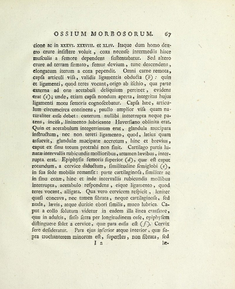 done ac in xxxvi. xxxvm. et xliv. Itaque dum homo dex- tro crure infiftere voluit , coxa necesfe intermediis hisce mufculis a femore dependens fuftentabatur. Sed altero crure ad terram firmato, femur devium , tunc descendens, elongatum iterum a coxa pependit. Omni carne remota, capfa articuli vifa, validis ligamentis obdu&a (F) : quin et ligamenti, quod teres vocant,origo ab ifchio, qua parte externa ad oree acetabuli deiiquium pertinet, evidens erat (V); unde, etiam capfa nondum aperta, integritas hujns ligamenti motu femoris cognofcebatur. Capfa htec, arcicu- lum circumcirca continens, paullo amplior vifa quam na- turaliter esfe debet: coeterum nullibi intterrupta neque pa- tens, India, linimento lubricante Haverfiano oblinita erat. Quin et acetabulum integerrimum erat, glandula mucipara inftrudhim, nec non tereti ligamento, quod, latius quam asfuevit, glanduke muciparse accretum, liinc et brevius, caput ex finu totum protrahi non finit. Cartilago partis lu- natasintervallis rubicundis mollioribus, attamen lasvibus, inter- xupta erat. Epiphyfis femoris fuperior Qd~), quas eft caput rotundum, a cervice didudtum, fimilitudine femiglobi (<?), in fua fede mobilis remaniit: parte cartilaginofa, fimiliter ac in finu coxas, hinc et inde intervallis rubicundis mollibus interrupta, acetabulo refpondens , eique ligamento, quod teres vocant, alligata. Qua vero cervicem refpicit , leniter quafi concava, nec tamen fibrata, neque cartilaginofa, fed nuda, lsevis, atque duritie ebori fimilis, rnuco lubrica. Ca- put a collo folutum videtur in eadem ilia linea crasfiore, quse in adultis, fisfo ferra per longitudinem osfe, epiphyfem diftinguere folet a cervice, quse pars osfis eft (/)• Cervix fere defideratur. Pars ejus inferior atque interior , quae fu- ;pra trochanterem minorem eft, fuperlles, non fibrata, fed Is. 1st-