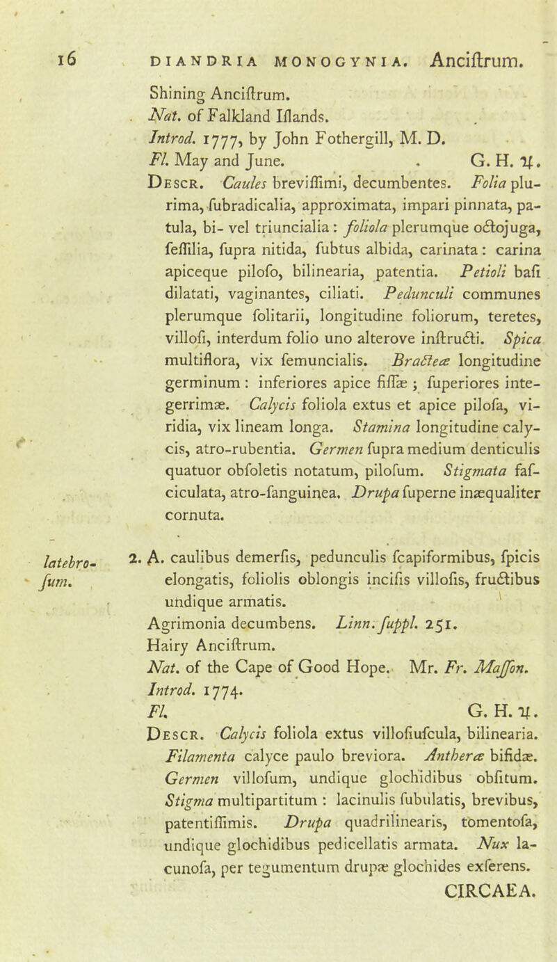 latebro- Shining Anciftrum. of Falkland Iflands. Introd. 1777, by John Fothergill, M. D. FI. May and June. . G. H. If, Descr. breviflimi, decumbentes. Aj/zaplu- rima, fubradicalia, approximata, impari pinnata, pa- tula, bi- vel triuncialia: foliola plerumque odfojuga, feflllia, fupra nitida, fubtus albida, carinata: carina apiceque pilofo, bilinearia, patentia. Petioli baft dilatati, vaginantes, ciliati. Pedunculi communes plerumque folitarii, longitudine foliorum, teretes, villqfi, interdum folio uno alterove inftrudli. Spica multiflora, vix femuncialis. Bradlece longitudine germinum : inferiores apice filTse ; fuperiores inte- gerrimae. Calycis foliola extus et apice pilofa, vi- ridia, vix lineam longa. Stamina longitudine caly- cis, atro-rubentia. Germen fupra medium denticulis quatuor obfoletis notatum, pilofum. Stigmata faf- ciculata, atro-fanguinea. Drupa fuperne insequaliter cornuta. 2. A* caulibus demerfts, pedunculis fcapiformibus, fpicis elongatis, foliolis oblongis incifts villofts, fru£libus undique armatis. • ' Agrimonia decumbens. Linn, fuppl. 251. Hairy Anciftrum. Nat. of the Cape of Good Hope.. Mr. Fr. Majfon. Introd. 1774* FI. G. H. If. Descr. Calycis foliola extus villoftufcula, bilinearia. Filamenta calyce paulo breviora. Antherce bifidze. Germen villofum, undique glochidibus obfttum. Stigma multipartitum : lacinulis fubulatis, brevibus, patentiflimis. Drupa quadrilinearis, tomentofa, undique glochidibus pedicellatis armata. Nux la- cunofa, per tegumentum drupae glochides exferens. CIRCAEA.