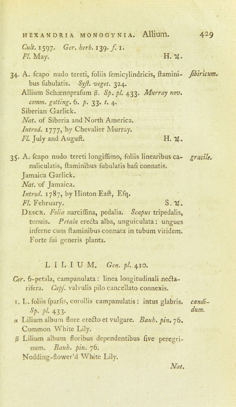 Cult. 1597. ^39* y* I* FI. May. H. 111. t 34. A. fcapo nudo tereti, foliis femlcylindricis, ftamini- fihlricum. bus fubulatis. Syji, veget. 324. Allium Schaenoprafum 0. Sp. pi. 433. Murray nov. comrn. gotting. 6. p. 33. t. 4. Siberian Garlick. Nat. of Siberia and North America. Introd. 1777, by Chevalier Murray. FI. July and Auguft. H. %, 35. A. fcapo nudo tereti longiflimo, foliis llnearibus ca- gracile, naliculatis, ftaminibus fubulatis bafi connatis. Jamaica Garlick. Nat. of Jamaica. Introd. 1787, by Hinton Eaft, Efq. F/. February. • S.lf. Descr. Folia narciflina, pedalia. Scapus tripedalis, tenuis. eredta alba, unguiculata: ungues inferne cum ftaminibus connata in tubum viridem. Forte fui generis planta. L I L I U M. Gen. pi. 410. Cor. 6-petala, campanulata : linea longitudinali nefta- rifera. CapJ. valvulis pilo cancellato connexis. r. L.. foliis fparfiF, coroHis campanulatis : intus glabris. candid Sp. pi. 433. dum. (X Idlium album flore erefto et vulgare. Bauh. pin, 76. Common White Lily. ^ Lilium album floribus dependentibus five peregri- num. Bauh. pin. 76. Nodding-flower’d White Lily.