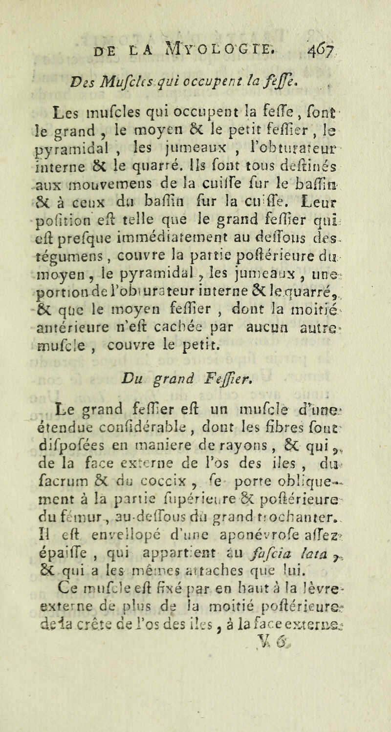 Des Mufclcs qui occupent la feffe. Les mufcles qui occupent la fefle, font le grand , le moyen ôt le petit feffier , le pyramidal , les jumeaux , l’obturateur interne 8C le quarré. Ils font tous deftinés aux mouvemens de la cuilfe fur le bafliti St à ceux du bafiln fur la ctfffe. Leur pofitîon eft telle que le grand fefHer qui eft prefque immédiatement au défions des- tégumens, couvre la partie poftérieure dti moyen , le pyramidal , les jumeaux , une portionde l’obi orateur interne St le.quarré, St qtic le moyen feflier , dont la moitié antérieure n'eft cachée par aucun autre* mufc'e , couvre le petit. Du grand Feffier. • • • ■* Le grand feffier eft un mufcîè d’une* étendue confidérable, dont les fibres fonv difpofées en maniéré de rayons, Sc qui de la face externe de l’os des fies , dii^ facrum Sc du coccix ^ fe porte oblique- ment à la partie fiipérienre & poftérieure- du fémur , au-deffous du grand tiochanten Il eft envellopé d’une aponévrofe afTez* épailTe , qui appartient su fafcia lata 7 ôC qui a les mêmes attaches que lui. Ce mufJeeft fixé par en haut à !a lèvre* externe de plus de la moitié poftérkurer deda crête de l’os des iles 5 à lafaceextem&e
