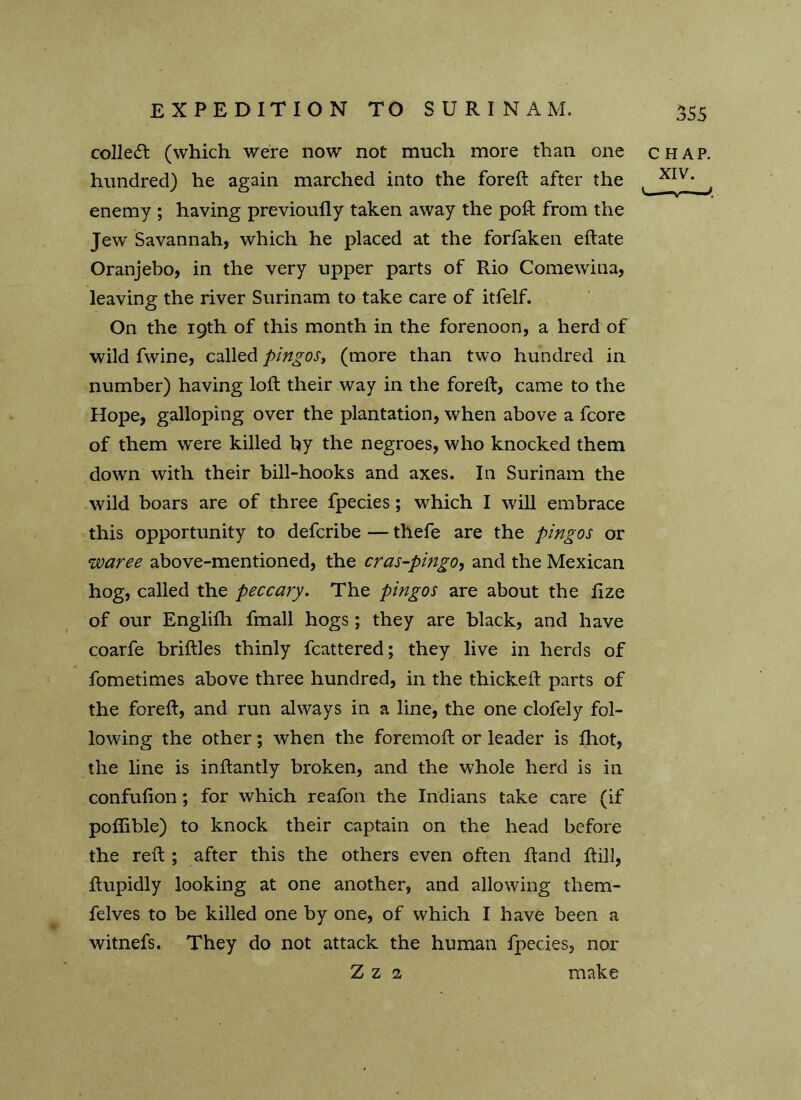 collect (which were now not much more than one chap. hundred) he again marched into the foreft after the , XIV- enemy ; having previoully taken away the poft from the Jew Savannah, which he placed at the forfaken eftate Oranjebo, in the very upper parts of Rio Comewina, leaving the river Surinam to take care of itfelf. On the 19th of this month in the forenoon, a herd of wild fwine, called pingos, (more than two hundred in number) having loft their way in the foreft, came to the Hope, galloping over the plantation, when above a fcore of them were killed by the negroes, who knocked them down with their bill-hooks and axes. In Surinam the wild boars are of three fpecies; which I will embrace this opportunity to defcribe — thefe are the pingos or waree above-mentioned, the cras-pingo, and the Mexican hog, called the peccary. The pingos are about the ftze of our Englifh fmall hogs; they are black, and have coarfe briftles thinly fcattered; they live in herds of fometimes above three hundred, in the thickeft parts of the foreft, and run always in a line, the one clofely fol- lowing the other; when the foremoft or leader is fhot, the line is inftantly broken, and the whole herd is in confufion; for which reafon the Indians take care (if poffible) to knock their captain on the head before the reft ; after this the others even often ftand ftill, ftupidly looking at one another, and allowing them- felves to be killed one by one, of which I have been a witnefs. They do not attack the human fpecies, nor Z z 2 make