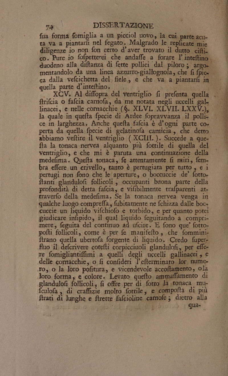 fua forma fomiglia a uh picciol uovo, la cui parte acu» ‘ta va a piantarfi nel fegato. Malgrado le replicate mie diligenze io hop fon certo d’aver trovato il dutto cifti. co. Pure io Î0 quella parte d'inteftino, |, Cda XCV. Al diffopra del ventriglio fi prefenta quella ftrifcia o fafcia carnofa, da me notata negli uccelli gal. fta la tonaca nervea alquanto più fottile di quella del venttiglio, e che mi è paruta una continuazione della medefima. Quefta tonaca, fe attentamente {i nairi, fem. bra effere un crivello, tanto è pertugiata per tutto, e i pertugi non fono che le aperture, o boccuccie de’ fotto» ftanti glandulofi follicoli, occupanti buona parte della panini di detta fafcia, e vifibilmente pit di, ate traverfo della medefima. Se la tonaca nervea venga in qualche luogo compreffa, fubitamente ne fchizza dalle boc- cuccie un liquido vifchiofo e torbido, e per quanto pote: giudicare infipido, il qual liquido feguitando a compri» ftrano quella ubertofa forgente di liquido. Credo fuper- fluo il defcrivere cotefti corpicciuoli glandulofi, pet effe re fomigliantiffimi a quelli degli uccelli gallinacei, € delle cornacchie, o fi confideri l’efterminato lor nume- ro,.0 la loro pofitura, e vicendevole accoftamento, ola loro forma, e colore. Levato quefto, ammaffamento di glandulofi follicoli, fi offre. per di fotto Ja .ronaca. mu» fculofa , di craffizie molto fottile, e compofta di più ftrati di lunghe e ftrette fafcioline icammofe 3 dietro alla | CPU | qua»