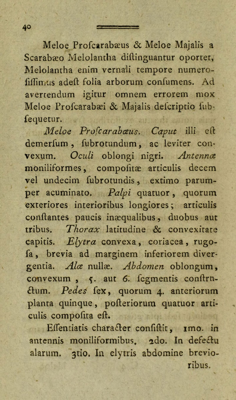 Meloe Profcarabacus &amp; Meloe Majalis a Scarabaeo Melolantha diftinguantur oportet, Melolantha enim vernali tempore numero- lillimns adeft folia arborum confumens. Ad avertendum igitur omnem errorem mox Meloe Profcarabaei &amp;, Majalis defcriptio fub- fequetur. Meloe Profcarahceus. Caput illi eft demerfum , fubrotundum, ac leviter con- vexum. Oculi oblongi nigri. Antennce moniliformes, compofitae articulis decem vel undecim fubrotundis, extimo parum- per acuminato. Palpi quatuor , quorum exteriores interioribus longiores; articulis conflantes paucis intequalibus, duobus aut tribus. Thorax latitudine &amp; convexitate capitis. Elytra convexa , coriacea , rugo- fa, brevia ad marginem inferiorem diver- gentia. Alce nullae. Abdomen oblongum, convexum , aut 6. fcgmentis conflrn- £l:um. Pedes feX, quorum 4. anteriorum planta quinque, pofleriorum quatuor arti- culis compoflta efl. Effentiatis characfler confiftit, imo. in antennis moniliformibus, ado. In defe(flu alarum. 3tio, In elytris abdomine brevio- ribus.