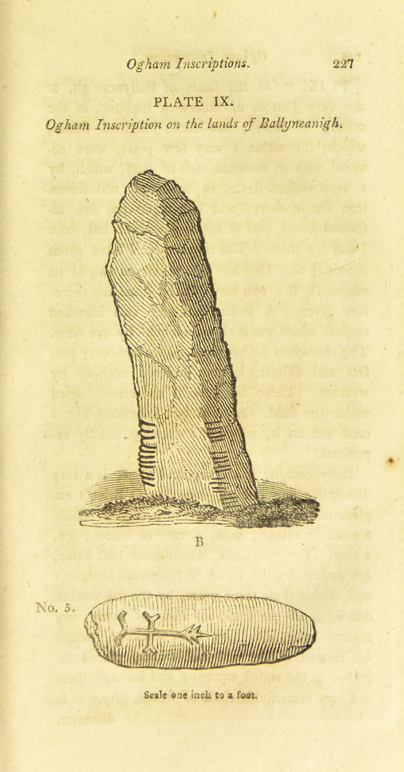 PLATE IX. Ogham Inscription on the lands of Ballyneamgh. Scale one Inch to a foot.