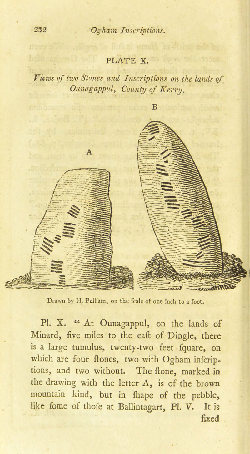 PLATE X. Views of two Stones and Inscriptions on the lands of Ounagappul, County of Kerry. B Drawn by H. Pelham, on the fcale of one inch to a foot. PI. X. 44 At Ounagappul, oil the lands of Minard, five miles to the eafl of Dingle, there is a large tumulus, twenty-two feet fquare, on which are four fiones, two with Ogham infcrip- tions, and two without. The hone, marked in the drawing with the letter A, is of the brown mountain kind, but in fhape of the pebble, like fome of thofe at Ballintagart, PI. V. It is fixed