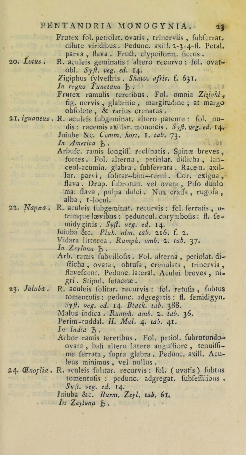 Frutex fol. petiokr. ovatis, trinerviis , fubferrat, dilute viridibus. Pedunc. axill. a-3-4-fl. Petal. parva , flava . Frud:, clypeiform. ficcus . ao. Lotus. R. aculeis geminatis :'altero rtcurvo : fol. ovat- obl, Syft, veg. ed. 14. Zigiphus fylveftris . Skaw. afric. f, 631, In regno Tunetano . . j Frutex ramulis teretibus. Fol. omnia ZiTjphi ^ fig. nervis , glabritie , margitudine ; at margo obfolete , &amp; rarius crenatus . Il.iguancus, R. aculeis fubgeminat. altero patente : fol. nu- dis : racemis axillar. monoicis . Syji. yeg. ed, 14, Juiube &amp;c. Comm, horc. I. tab, 73. In America ^ . yi Arbufe. ramis longilT. reclinatis . Spinae breves , fortes, Fol. alterna, petiolat. diili.ha, lan- ceol-acumin. glabra , fubferrata . Ra^em. axil- lar. parvi, folitar-bini—terni. Cor. exigua, flava . Drup. fubrotun. vel ovata , Pifo duplo ma: flava , pulpa dulci. Nux cralfa , rugofa , alba , i-locul. aa. Napcca , R. aculeis fubgeminat. recurvis: fol. ferratis, u- trimque laevibus: peduncul. corymbofis; fl. fe- midyginis . Syfi. veg. ed. 14. Juiuba &amp;c. Pluk. nlm. tab. ai6. f. a. Vidara littorea . Rumph, umb. 1. tab. 37. In Zeylona t) . Arb. ramis fubvillofis. Fol. alterna , petiolat. di- fficha , ovata , obtufa , crenulata , trinervia , flavefcent. Pedunc. lateral. Aculei breves , ni- gri . Stipul. fetaceae . 43. Juiuba. R. aculeis folitar. recurvis: fol. retufis, fubtus tomentofis: pedunc. adgregatis: fl. femidigyn. Syji. veg. ed. 14- Black, tab. 388. Malus indica , Rumph. amh. 1. tab. 36. Perim-toddal. H. Mal. 4. tab. 41, In India . Arbor ramis teretibus. Fol. petiol. fubrotundo- ovata , bafi altero latere angudiore , tenuifli- me ferrata, fupra glabra . Pedunc. axill. Acu- leus minimus, vel nullus. a4' (Snoplia, R. aculeis folitar. recurvis : fol. ( ovatis ) fubtus tomentofis : pedunc. adgregat. fubfeffilibus . iSy/f. veg. ed. 14. Juiuba &amp;.C. Burm. Zejl. tab. 61, ■ In Zeylona J), . . •