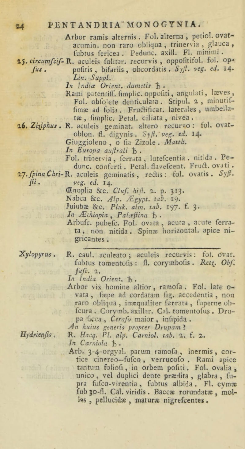 Arbor ramis alternis. Fol. alterna, petiol. ovat- acumin. non raro obliqua, trinervia , glauca, fubtus fericea , Pedunc. axill. FI. minimi. i5. circumfcif- R. aculeis folitar. recurvis , oppolitifol. fol. op- Jus , pofiris , bifariis, obcordatis . Syji. veg. ed. 14. Lin. Suppi. In indice Orient, dumetis E . Rami patentilf. fimplic. oppoliti, angulati, laeves, Fol. obfolete denticulata. Stipul. a, minutif- fimae ad folia . Fru(ilificat. laterales , umbella- tae, fimplic. Petal. ciliata , nivea . a6, ZiT^phus, R. aculeis geminat, altero recurvo : fol. ovat- oblon. fl. digynis. Syji.'veg. ed. 14* Giuggioleno , o fia Zizole . Muttit. In Europa auftrali t) • Fol. trinervia, ferrata , lutefcentia . nitida . Pe- dunc. conferti. Petal. tlavefcent. Fruiit. ovati , IJ./pina Chr i-R. aculeis geminatis, rectis: fol. ovatis. Syfi. fit. vig. ed. 14. (Enoplia &amp;c. Cluf. hifl. 1. p. 313. Nabca &amp;c. .Ilp. jEgypt. tab. 19. Juiubae &amp;c. Pluk. alm. tab. 197. f. 3. In jEihiopia , Palceftina E . Arbufc. pubefc. Fol, ovata , acuta , acute ferra- ta , non nitida. Spinae horizontal. apice ni- gricantes . Xylopyrus, R. caul. aculeato; aculeis recurvis: fol. ovat. fubtus tomentofis: fl. corymbofis. Rct[. Ohf. fafc. a. In India Orient, E • Arbor vix homine altior, ramofa . Fol. late o- vata , faepe ad cordatam fig. accedentia , non raro obliqua , inxqiialiter ferrata , fuperne ob- fcura . Corymb. axilhr. Cal. tomentofus . Dru- pa ficca , Cerafo maior , infipida . An huius generis propter Drupam ? Hydrienfis. R. Hacq. Pl. alp. Carniol. tab. a. f. a. Jn Carniolii E • Arb. 3-4-orgyal. parum ramofa , inermis , cor- tice cinereo—fufco, verrucofo . Rami apice tantum foliofi, in orbem pofiti. Fol. ovalia , unico , vel duplici dente praedita , glabra , fu- pra fufco-virentia , fubtus albida. Fl. cymae fub 30-fl. Cal. viridis. Baccae rotundatae , mol- les 5 pellucidae, maturae nigrefcentes.