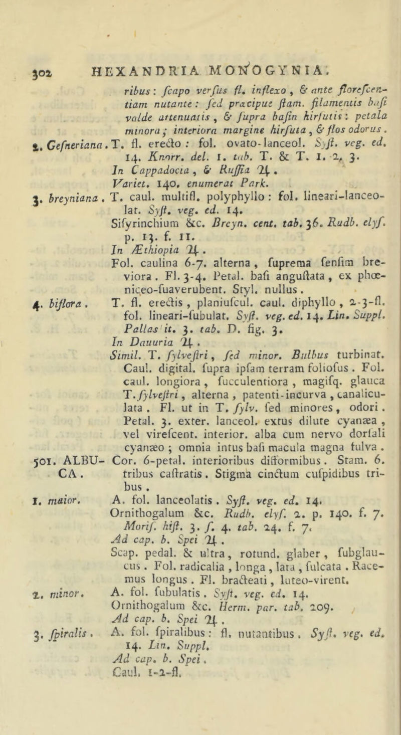 ribus : fcnpo verfus fl» inflexo , &amp; nnte florefceti- tiam nutante: fed pracipue Jiam, filamentis b,ifi valde attenuatis ^ &amp; Jupra bajin hiriutit: petala minora' interiora margine hirfuta flos odorus . l, Cefneriana.T. fl. eredo ; fol. ovato-lanceol. S)Ji. vcg. ed. 14. Knnrr. dei. I. tab. T. &amp; T. 1» 1, 3* In Cappadocia , &amp; Rujjia . Variet, 140, enumerat Park. 3. hreyniana, T. caul. multifl. polyphyllo : fol. lineari-lanceo- lar. Syji. veg. ed. 14. Sifyrinchium &amp;c. Drcyn. cent, tab. 36. Rudb. elyf. p. 13. f. II. Jn /£thiopia 24 . Fol. caulina 6-7. alterna , fupreraa fenfira bre- viora. Fl. 3-4. Petal. bafi anguftata, ex phoe- niceo-fuaverubent. Styl. nullus. 4. bijlora. T. fl. eredis, planiufcul. caul. cliphyllo , a-3-fl. fol. liiieari-lubulat. Syfi. veg. ed. Lin, Suppi. Pallas'it. 3. tab. D. fig. 3. In Dauuria '24 • Simii. T. fylvejiri, /ed minor. Bulbus turbinat. Caul. digital. fupra ipfam terram foliofus . Fol. caul. longiora , fucculentiora , raagifq. glauca T. fylvejiri ^ alterna, patenti-incurva , canalicu- lata . Fl. ut in T. fylv. fed minores, odori. Petal. 3. exter, lanceol. extus dilute cyanaea , vel virefcent. interior, alba cum nervo dorlali cyanaeo ; omnia intus bafi macula magna fulva , Cor. 6-petal. interioribus ditformibus. Stam. 6. tribus caflratis. Stigma cindum cufpidibus tri- bus . A. fol. lanceolatis . Syfi. veg. ed. 14. Ornithogalum &amp;c. Rudb. elyf. a. p. 140. f. 7. Morif. hifi. 3. /. 4. tab. 24. f. 7. Ad cap. b. Spei 24 . Scap. pedal. &amp; ultra, rotund. glaber, fubglau- cus. Fol. radicalia , longa , lata , fulcata . Race- mus longus . Fl. bradeati, luteo-virent, l. minor. A. fol. fubulatis . Syji. veg. cd, 14. Ornithogalum &amp;c. Uerm. par. tab, 209. / Ad cap. b. Spei 24 . 3. fpiralis . A. fol. fpiralibus ; fl, nutantibus. Syfi. veg. ed. 14. Lin. Suppi. Ad cap. b. Spei. Caul, l-l-fl. 501. ALBU- CA. I. maior.