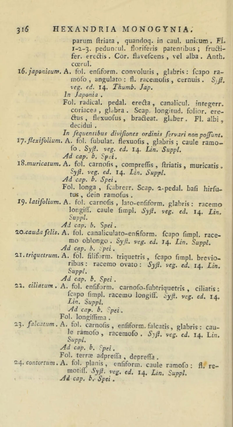 parum ftriata , quanrloq. in caul. unicum. EI. 1-1-3. pedunrul. floriferis parenribus; frudti- fer. ereclis. Cor. flavefcens , vel alba . Anth. ccerul. 16. Japonicum. A. fol. enfiform. convolutis, glabris: fcapo ra- inofo , angulato : fl. racemofis , cernuis . SjJI. teg. ed. 14. Thumb. Jap. In Japonia . Fol. radical. pedal. eredta, canalicul. inregerr. coriacea, gldbra . Scap. longitud. folior.^ere- dus , flexuofus , brafleaf. gLber . Fl. albi, decidui . In fequentibus divijiones ordinis fervari non pojfunt, iJ.JlexifoUum. A. fol. fubulat. flexuofis , glabris ; caule ramo- fo . SyJI. veg. ed. 14. Lin, Suppi. Ad cap. b. Spd. 1^,muricatum. A. fol. carnofis, compreffis , ftriatis, muricatis. Syft, veg. ed. 14. Lin. Suppi. Ad cap. b. Spei. Fol. longa , fcabrerr. Scap. i-pedal. bafi hirfu- tus , dein ramofus. 19. latifolium. A. fol. carnofis , laro-enfiform. glabris ; racemo lorgiff. caule fimpl. Syfi. veg. ed. 14. Lin. Suppi. Ad cap. b. Spei. lO.cauda felis. A. fol. canaliculato-enfiform. fcapo fimpl, race- mo oblongo . Syji. veg. ed. J4. Lin. Suppi. Ad cap. b. Spei. 0.1. triquetrum. A. fo\. filiform. triquetris, fcapo fimpl. brevio- ribus; racemo ovato: Syft. veg. ed. 14. Lin. Suppi. Ad cap. b. Spei. 2.1. ciliatum. A. fol. enfiform. carnofo-fubtriquetris , ciliatis: fcapo ^fimpl. racemo longiff. Syft. veg. ed. 14*. Lin. Suppi. Ad cap. b. ^pei. Fol. longiflima . 0}. falcatum. A. fol. carnofis, enfiform. falcatis, glabris: cau- le ramofo , raceraofo . Syft. vegj ed. 14. Lw. Suppi. Ad cap. b, Spti, Fol. terrm adpreiTa , depreffa . 0.4. contortum. A. fol. planis, enfiform. caule ramofo; fl. re- motiir. jj/?. veg. ed, 14. Lin. Suppi. Ad cap. b,. Spei.