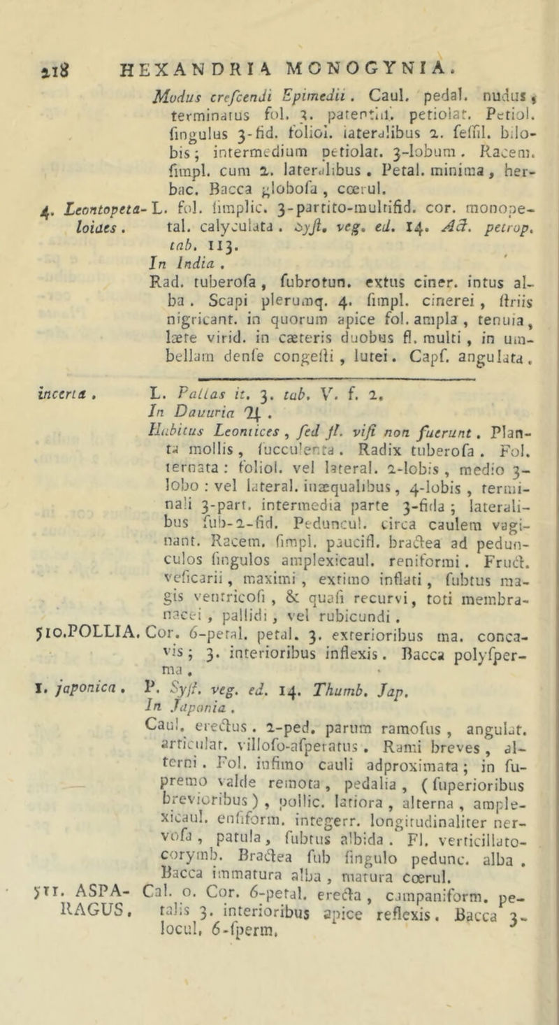 Modus crefcenJi Epimedii . Caul. pedal. nudus f terminatus fnl. 3. patentiil', petiolaf, Pctiol. fingulus 3-fid. tbliol. lateralibus a. felul. btlo- bis; intermedium petiolat. 3-lobum. Racem. firapl. cum 1. lateralibus . Petal. minima, her- bae. Bacca globofa , coerul. 4. Leontopeta-L. fol. limplic. 3-partito-raulrifid. cor. raonope- loides . tal. calyeulata . veg» ed. 14. pecrop. tnb. II3. Jn India . Rad. tuberofa , fubrotun. extiis ciner. intus al- ba . Scapi plerumq. 4. fimpl. cinerei , Uriis nigricant, in quorum apice fol. ampla , tenuia, laete virid. in caeteris duobus fl. multi , in um- bellam denfe congelli , lutei. Capf. angulata. incena . L. Pallas it. 3. tab, V. f. 1. In Dauuria '2|. . Habitus Leontices , fed Jl. vifi non fuerunt. Plan- ta mollis, lucculenta . Radix tuberofa . Fol. ternata ; foiiol. vel hteral. a-lobis, medio 3- lobo ; vel lateral. inaequalibus, 4-lobis , termi- nali 3-part. intermedia parte 3-fi(la ; laterali- bus fub-i-fid. Peduncul. circa caulem vagi- nant. Racem. fimpi. paucifl. bradea ad pedun- culos fingulos amplexicaul. reniformi. Frud. vcficarii, maximi , extimo inflati, fubtus ma- gis ventricofi , &amp;: quafi recurvi, toti membra- nacei , pallidi, vel rubicundi . jio.POLLIA. Cor. 6-peral. petal. 3. exterioribus ma. conca- vis; 3. interioribus inflexis. Bacca polyfper- ma . P. %/. veg. ed. 14. Thumb, Jap, Iti .fapem ia . Caul, eredus. i-ped. parum ramofus , angulat. articulat, villofo-afperatus . Rami breves , al- terni. Fol. infimo cauli adproximata; in fu- premo valde remota , pedalia , ( fuperioribus brevioribus), pollic. latiora, alterna, ample- xicaul. enliform. integerr. longirudinaliter ner- vofj , patula, fubtus albida. Fl. verticillato- coryinb. Bradea fub fingulo pedunc. alba , Bacca immatura alba , matura Ccerul. Cal. o. Cor. 6-petal. ereda , cjiupaniform. pe- talis 3. interioribus apice reflexis. Bacca 3- locul, 6-fperm, ^ I. Japonica . yir. ASPA- RAGUS .