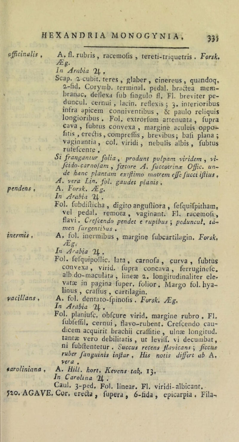 gfficinalis , A. fl. rubris, racemofis , tereti-triquetris . Forsk» jFg. \ In Arabia ^ , Scap. icubit. teres , glaber, cinereus, quandoq, l-fid, Corymb. ferininal. pedaj, brailea mem- branae, detlexa fub (ingulo fl, Fl. breviter pe- duncul, cernui , lacin. reflexis; 3, interioribus intra apicem conniventibus , &amp; paulo reliquis longioribus. Fol, extrorlum attenuata , fupra cava , fubtus convexa , margine aculeis oppo- btis, erectis, compreflis, brevibus; bali plana; vaginantia , coi. viridi, nebulis albis , fubtus rutefeente , pendens , Si frangamur folia , produnt pulpam viridem , vi- Jcido-carnolam , fcetore A, fuccotrina Offic. un-~ de hanc plantam extfiimo matrem ejfe fucci ifiius, A. vera Lin. fol. gaudet planis. A. Forsk. jFg. In Arabia Tf . inermis, Fol. fubdiflicha , digito anguftiora , fefquifpitham, vel pedal. remota, vaginant. Fl. racemofi, flavi. Crefeendo pendet e rupibus ; peduncul, ta- men furgenti'^us . A, fol. inermibus , margine fubcartilagin, Forsk, %&gt;aciUans, In Arabia 'If . Fol, fefquipollic. lata, carnofa , curva, fubtus convexa, virid. lupra concava , ferruginefc, alb.do-maculata , lineae 1, longitudinaliter ele- vatae in pagina luper. folior. Margo fol. hya- linus , cratius , cartilagin. A. fol, dentato-fpinofis . Forsk. Mg. Jn Arabia '!{. , Fol. planiufc. obfcure virid, margine rubro . Fl, fubtetfil, cernui, flavo-rubent, Crefeendo cau- dicem acquirit brachii crallitie , ulnae longitud. tantae vero debilitatis, ut leviif. vi decumbat, ni fubflenteiur . Succus recens flavicans ; jiccus ruber fanguinis injiar , His notis differt ab A, vera , earoliniana , A. Hili, hort. Kevens tab,. 13, In Carohna 2(. . Caul. 3-ped, Fol. linear. FI. viridi-albicant, Jio, AGAVE, Cor, ereCta , fupera , 6-tida , epicarpia . Fila-