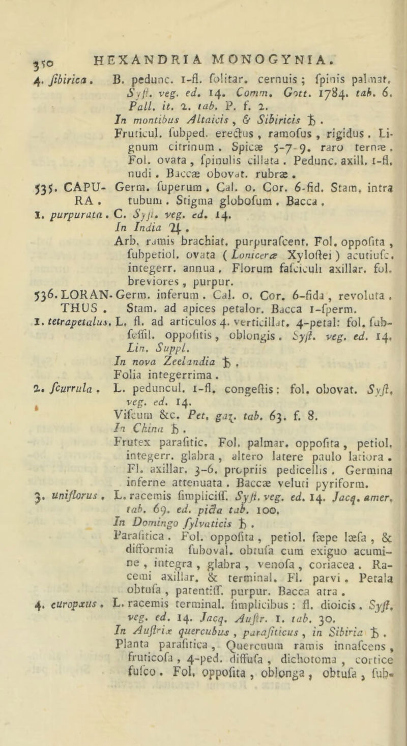 j^.fibirica, B. pedunc. i-fl. folitar. cernuis; fpinis palnar, Syll. veg. ed. 14. Comm, Gott. 1784. tah, 6. Pali. it. a. tab. P, f. 1. In montibus /iltaicis , &amp; Sibiricis . Fruticul. lubped. erectus , ramofus , rigidus . Li- gnum cirrinum. Spicae 5-7-9. temne. Fol. ovata , fpinulis ciliata . Pedunc. axill. i-fl, nudi. Biccae obovat. rubrae . 535. CAPU- Gerra, fuperura . Cal. o. Cor. 6-fid. Stam. intra RA . tubum . Stigma globofum . Bacca . I. purpurata, C. Syjt. veg. ed, 14. In India 2(. . Arb. ramis brachiat. purpurafcent. Fol. oppofita , , fubpetiol, ovata ( Lomcera Xyloftei) acutiufc. integerr. annua . Florum falciculi axillar. fui. breviores, purpur. 536. LORAN-Gerra, inferum. Cal. o. Cor. 6-fida , revoluta. , THUS . Stam. ad apices petalor. Bacca i-fperm. J. tetrapetalus. L, fl. ad articulos 4» verticillat. 4-petal: fol, fub- ! fcffil. oppolitis, oblongis. Syji. veg. ed. 14, j Lin. Suppi. Jn nova Zeelandia J) , Folia integerrima . %, fcurrula . L. peduncul. i-fl. congeflis: fol. obovat. Syfi, ^ veg. ed. 14. Vifcum &amp;c. Pet, gj[. tab. 63. f. 8. Jn Ckina 1) . Frutex parafitic. Fol. palmar. oppofita, petiol, integerr. glabra , altero latere paulo latiora . Fl. axillar. 3-6. propriis pedicellis , Germina inferne attenuata . Baccae veluti pyriforra. . unijlorus . L. racemis fimplicilf. Syji. veg. ed. 14. Jacq, amer, tab. 69. ed. pida tab. lOO. In Domingo fylvaticis J) . Paralitica . Fol. oppofita , petiol. faepe laefa , &amp; difformia fuboval. obtufa cura exiguo acumi- ne , integra , glabra , venofa , coriacea . Ra- cemi axillar. &amp; terminal. Fl. parvi. Petala obtufa , patentilf. purpur. Bacca arra . 4. curopjcus. L. racemis terminal. fimplicibus : fl. dioicis . Syfl, veg. ed. 14. Jacq. Aufir. I. tab. 30. Jn Auftrix quercubus , purajiiicus, in Sibiria Jb . Planta parafitica, Quercuum ramis innafeens, fruticofa , 4-ped. diffufa , dichotoma , cortice fulco . Fol, oppofita , oblonga , obtufa , fub-