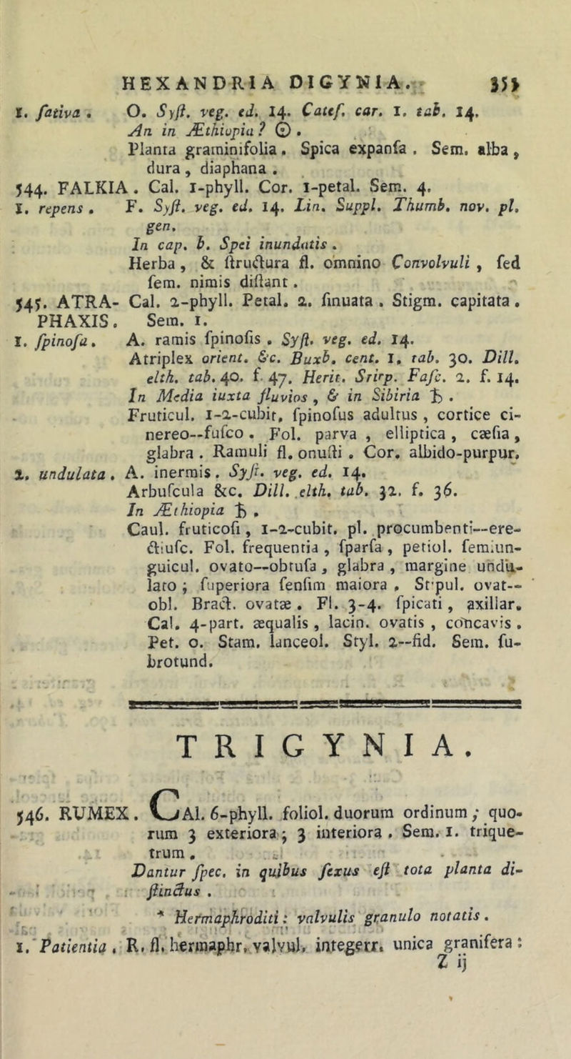 H EX ANDRI A DI CYNI A.35&gt; I. fativa . O. Syfi. veg. ed. 14* Catef, car. I. tah. 14. An in Mthiupia ? © • Planta graininifolia . Spica expanfa , Sem. alba , dura, diaphana . 544. FALKIA. Cal. i-phyll. Cor. i-petal. Sem. 4. X. repens . F. Syft. veg. ed. 14. Lin. Suppi. Thumb, nov. pl. gen. In cap. h. Spei inundatis . Herba , &amp; llrudura fl. omnino Convolvuli , fed fem. nimis diftant. 545. ATRA- Cal. a-phyll. Petal. a. finuata . Stigm. capitata, PHAXIS. Sem. 1. I. fpinofa, A. ramis fpinofts . Syfi. veg. ed. 14. Atriplex orient, &amp;c. Buxb, cent. I, tab. 30. DilU elth. tab. 40. f 47. Herit. Srirp. Fafc. a. f. 14. In Media iuxta fluvios , &amp; in Sibiria . Fruticul. i-a-cubif, fpinofus adultus , cortice ci- nereo—fufco . P’ol. parva , elliptica , caefta, glabra . Ramuli fl, onufti . Cor, albido-purpur, X. undulata. A. inermis. Syjr. veg. ed. 14. Arbufcula &amp;c. DHL .elth, tab. f. 36. Jn AEthiopia , Caul. fruticofi, i-a-cubit. pl. procumbenti—ere- ftiufc. Fol. frequentia , fparfa , petiol. femiun- guicul. ovato—obtufa, glabra, margine undli- laro ; fuperiora fenfim maiora , Sfpul. ovat— obi. Bracl. ovatae. Fl. 3-4. fpicati, ^xillar, Cal, 4-part. aequalis, lacin. ovatis , co'ncavis , Pet. o. Stam. lanceol. Styl. 2—fid. Sem. fu- brotund. T R I G Y N I A . 546. RUMEX. CaI. 6-phyll. foliol. duorum ordinum; quo- rum 3 exteriora j 3 interiora. Sera. i. trique- trum , Dantur fpec, in quibus fexus eft tota planta di~ • ’ 7 . ; flinclus . * Hermaphroditi: valvulis gr,anulo notatis. E. ' i.'Patientia , R. fl. hermaphr, valvul, integerr. unica granitera : Z ij