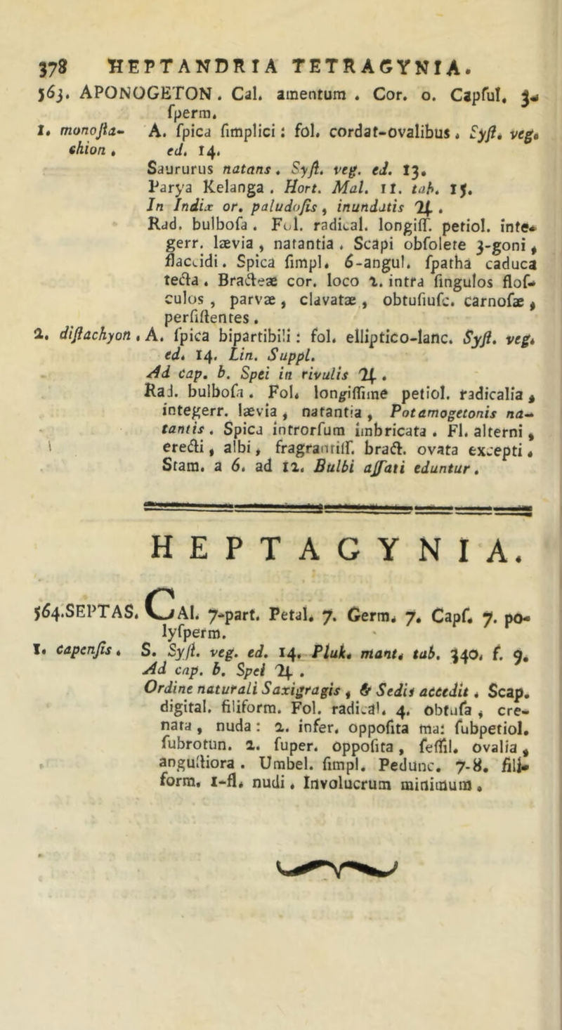 37» HEPTANDRIA TETRAGYNIA. 563, APONOGETON. Cal. amentum . Cor. o. Capful, 3«i fperiii. 1* monojia-- A. fpicd fimpHci: fol. cordat-ovalibus. Syji, veg» thion , ed. 14. Sdururus natans. Syji, veg. eJ. I3, Parya Kelanga . Hort. Mal, ir. tah. IJ, Jn Indix or. paludojis, inundatis 2(. . Rad. bulbofa . Fol. radital. longilT. petiol. inte» gerr. laevia , natantia . Scapi obfolete 3-goni, llactidi. Spica fimpl. 6-angul. fpatha caduca teda. Brai^leae cor, loco i. intra fingulos flof- culos , parvae, clavatae , obtufiufc. carnofae ^ perfidentes. 2, dijiachyon, A. fpica bipartiblli; fol. elliptico-lanc. SyJi. veg* edt 14. Lin. Suppi. /4d cap. b. Spei in rivulis %• Rad. bulbofi. FoU lon^iflime petiol. radicalia * integerr. laevia , natantia , Potamogetonis na-» tantis , Spica introrfura imbricata . Fl. alterni , ' eredi, albi, fragranrilf. brad. ovata excepti, Stam. a 6. ad 12. Bulbi ajfdti eduntur. HEPTAGYNIA. $64'.SEPTAS. CIaI. 7-part. Petal, 7. Cerm, 7, Capf, 7. po- lyfperm. I. capenjis» S. Syji. veg. ed. 14. Pluk» manti tab, 340. f. g, Ad cap, b. Spei . Ordine naturali Saxigragis , &amp; Sedis aetedit, Scap, digital, filiforra, Fol. radival. 4. obtufa , cre- nata , nuda: a. infer, oppofita tnai fubpetiol, fubrotun. a. fuper. oppofita, felTil. ovalia, , angudiora . Urabel. fimpl. Pcdunc. 7-8, fili* form, i-fl* nudi ♦ Involucrum minimum •