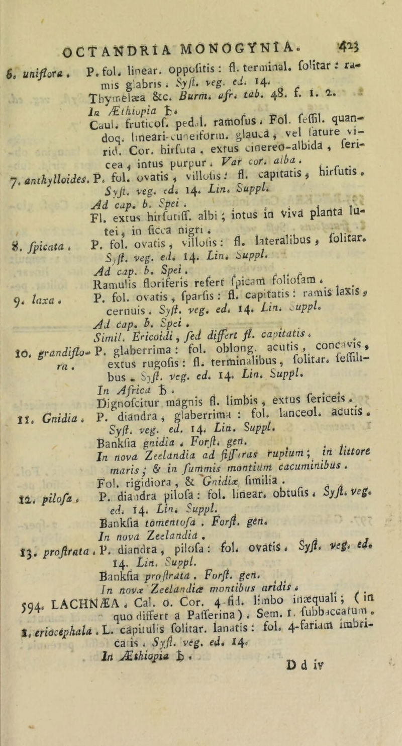 6. uniflora, P.foU linear. oppolltis : fl. termiiral. foUtar : ra- mis glabris i .'Nvyi. veg. ed^ 14. ^ Thyir.elsea &amp;c. Burnii afr* tab, 45. i. 1. Jn rEtkiupia ^ ^ CauU fruticof- pedJ. ramofus. Fol. quan- doq. lineari-^uoeitbrm. glauca ^ vel lature vi- rid. Cor. hirfuta , extus cmereo-albida , len- cea ^ intus purpur * Var cor. alba. J.entkylloides.V. io\. ovatis^ villolis.' fl. capitatis, hirlutis. Syjt. veg. tdi 14. d-in. Suppi* Ad cup» b. Spei . j i 1 I11 Fl. exius hirfunff. albi ; intus m Viva planta lu- tei, in ficca nigri, „ - fpicata . P. fol. ovatis , villulis: fl. lateralibus , folitar. SJ. veg. e.L 14. Lin. ::&gt;uppl. Ad cap. b. Spei . _ r r Ramulis floriferis refert fpicam toholam . ^ q. taxa* P. fol. ovatis, fparfis : fl. capitatis: ramiS laxiS , cernuis. Syfi. veg, ed* 14* ^uppl. Ad cap. h. Spei . . i . Simii. Ericoidi, fed differt fl. capitatis . to. grandiflo-^V. glaberrima: fol. ra. extus rugofis: fl, terminalibus, folitar, leffili bus • S3J?. veg. ed. 14* Ein, Suppi* In Africa !&gt; . r • • Dignofeitur magnis fl. limbis, extus fericeis.^ 11. Gnidia. P. diandra, glaberrima : fol. lanceol. adutis. Syf. veg. ed. 14. Lia. Suppi. Banklia gnidia , Forfti gen. ^ In nova Zeelandia ad fffiras rupium iri littort maris j &amp; ia furhmis montiurri cacumirlibils. Fol. rigidiora, SL'Gnidix fimilia . iz. pilofa , P. diandra pilofa : fol. linear, obtufis, Sj/Jl* veg* edi 14. Lia, Suppi. Bankfia tomentufa . Forff gen* In novit Zeelandia . . c d 7 11* projirata *V. diandra, pilofa: fol, ovatis, Syff Veg. ed, 14. Lin. Suppi. Bankfia proflrata . Forfl. gen. ^ ^ In nova Zeelandia montibus aridis * _ &lt;04. LACHN^A, Cal. o. Cor. 4-fid. limbo inaequali; ( m - quo differt a PalTerina), Sem. r. fubbacuatum . 1, eridciphala .L. capitulis folitar, lanatis: fol. 4-fariam imbri- ca is i Syfl. veg. ed* 14’ Iri Adthiapia , «... D d iv